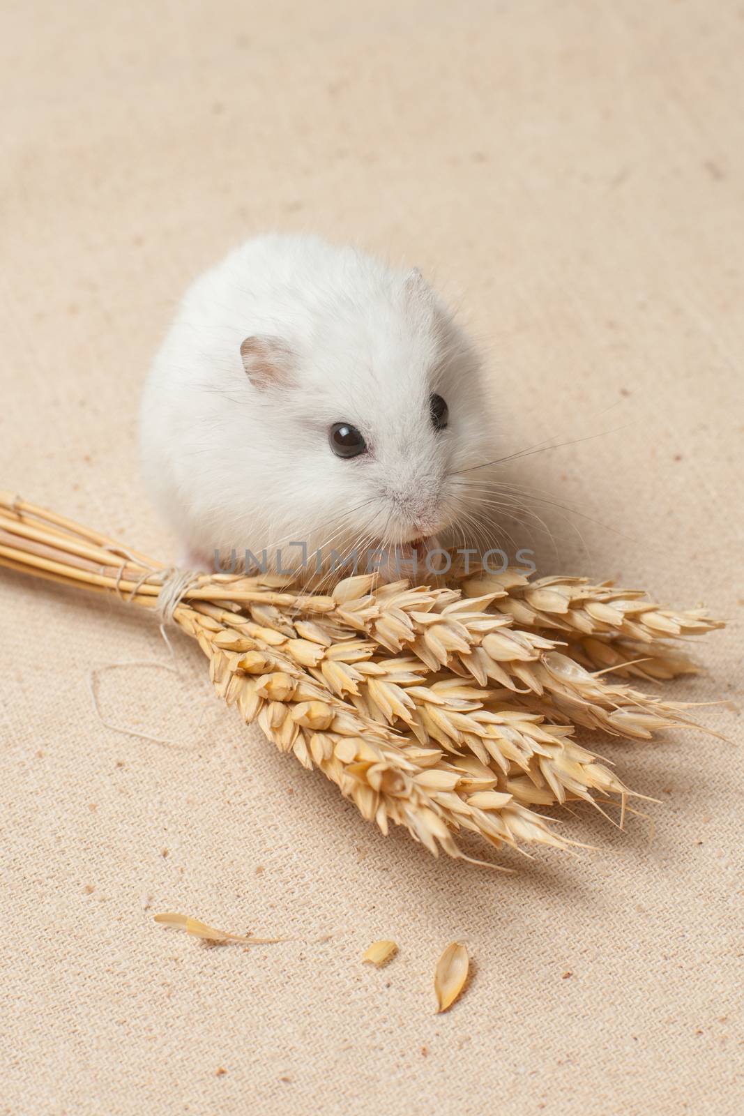 hamster eat a seed. by kozak