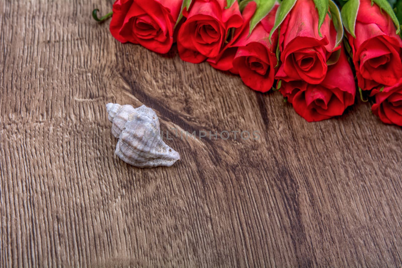 White shell and red roses on wooden background
