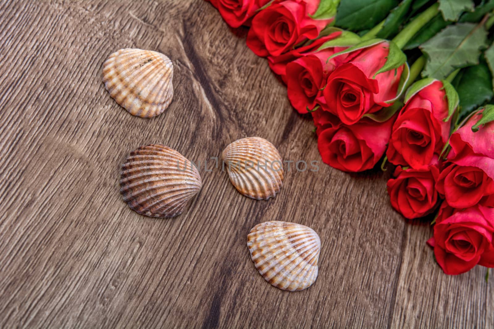 Brown shells and red roses on wooden background
