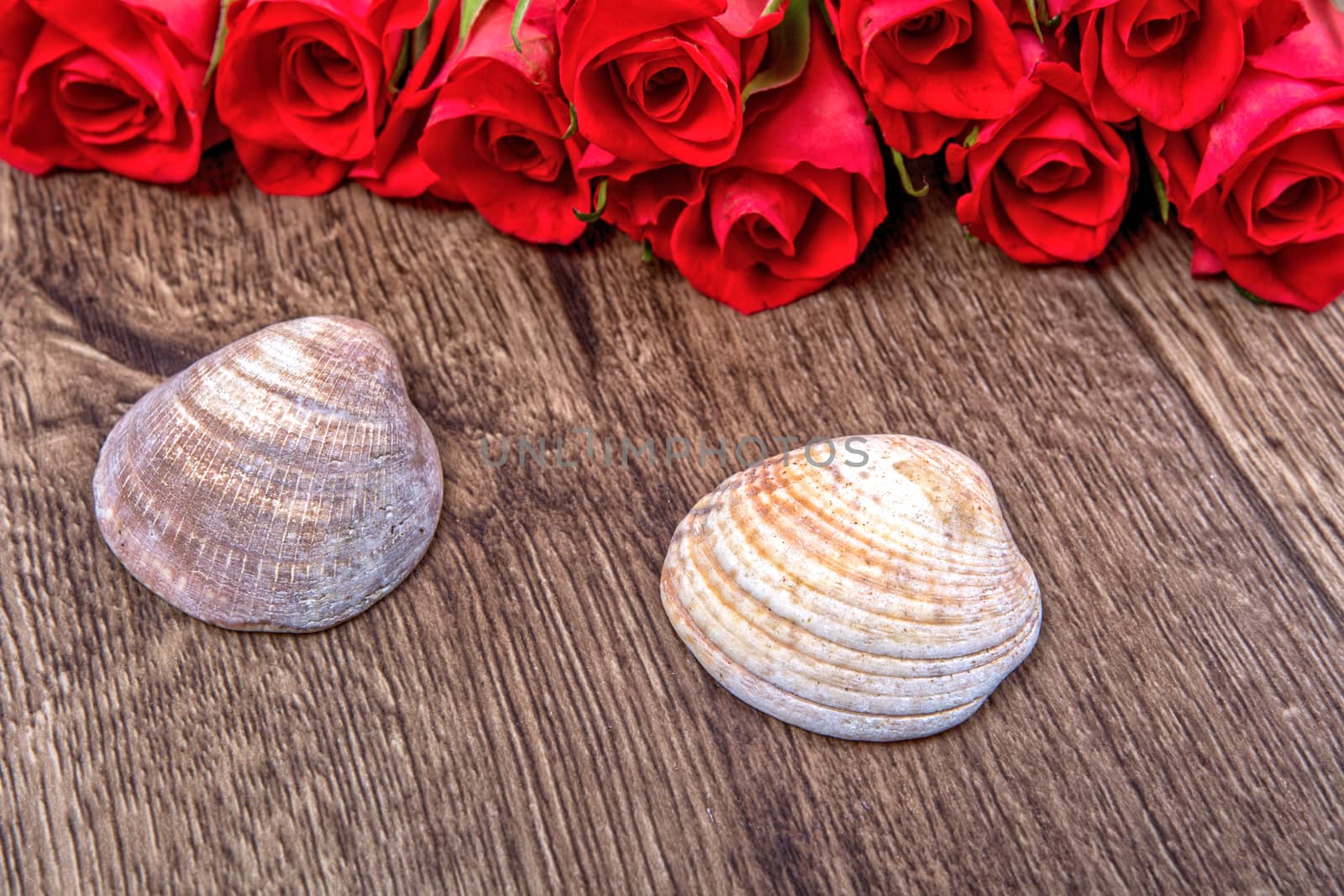 Two shells and red roses on wooden background