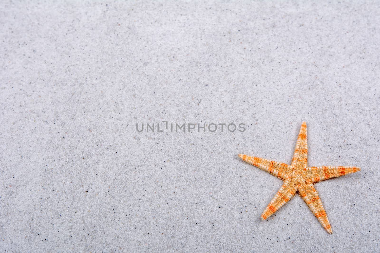 Orange starfish on a grey sand background