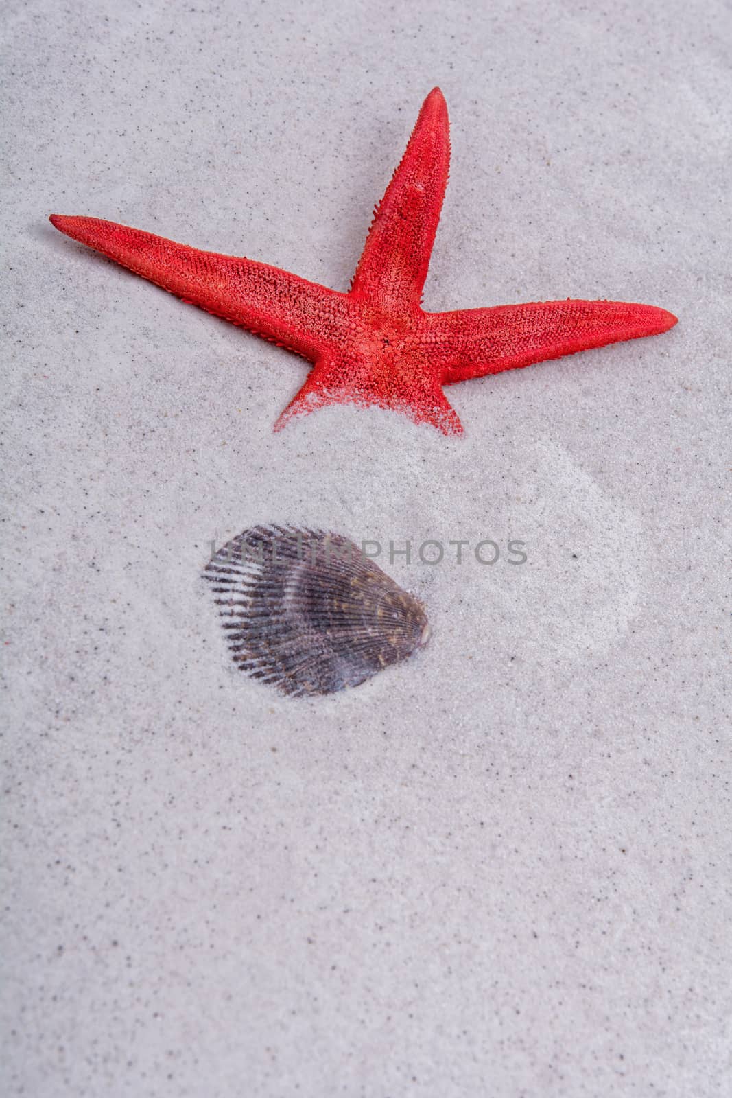 Red starfish and shell on a grey sand background