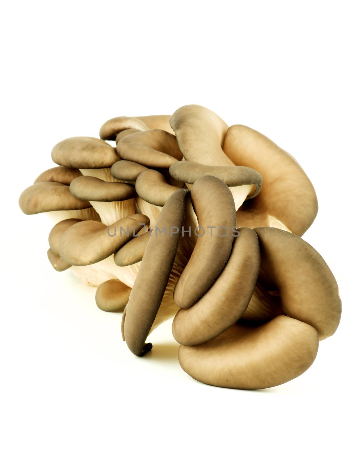 Bunch of Fresh Raw Oyster Mushrooms isolated on White background