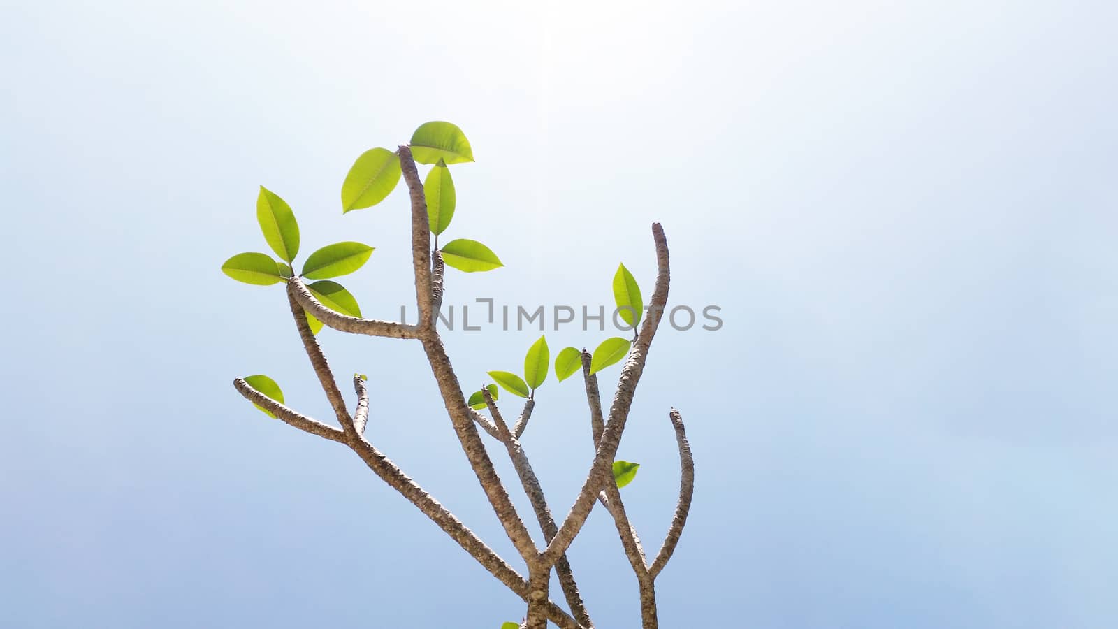 Frangipani tree under the clear sky by arraymax