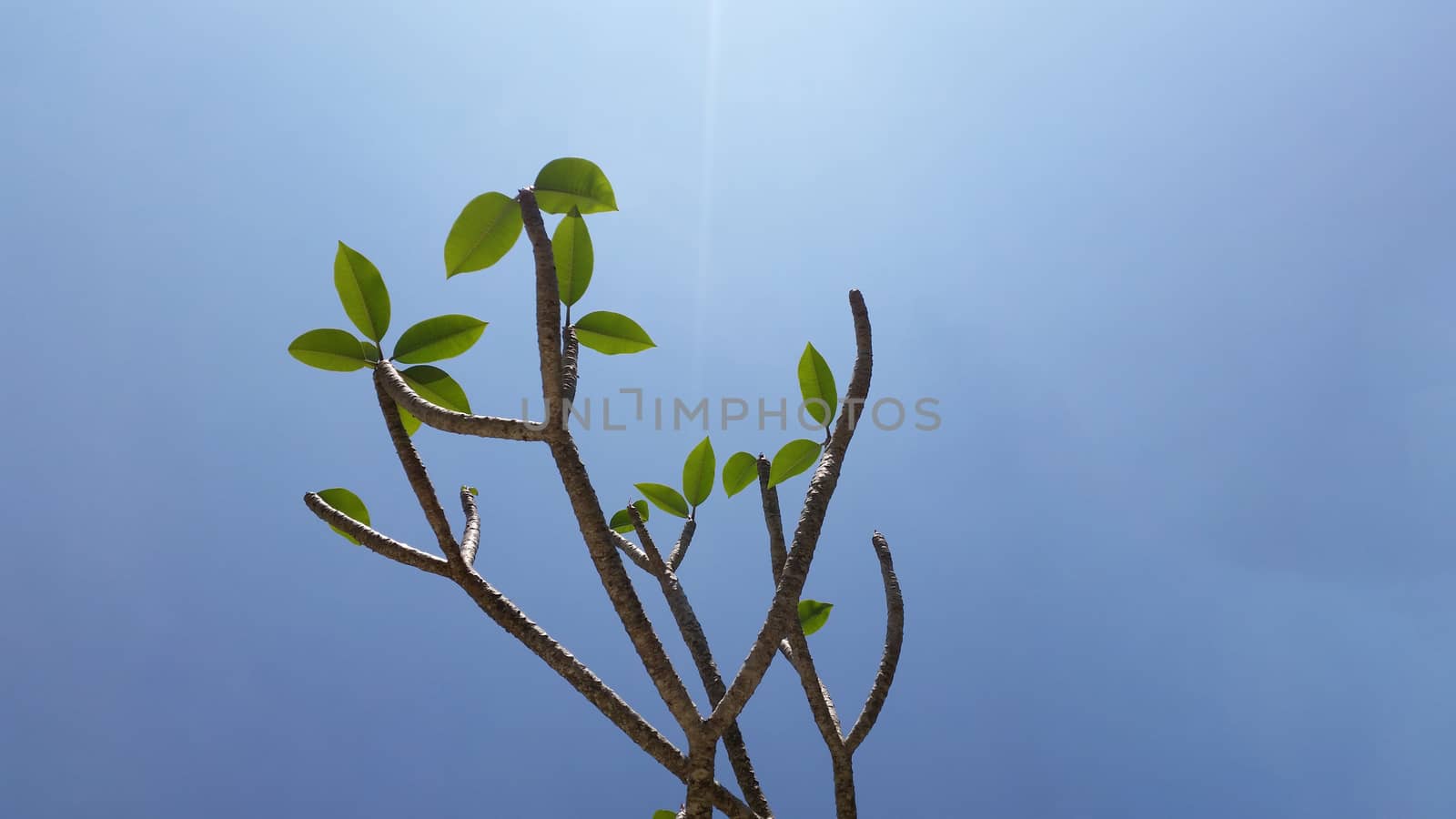 Frangipani tree under the clear sky by arraymax