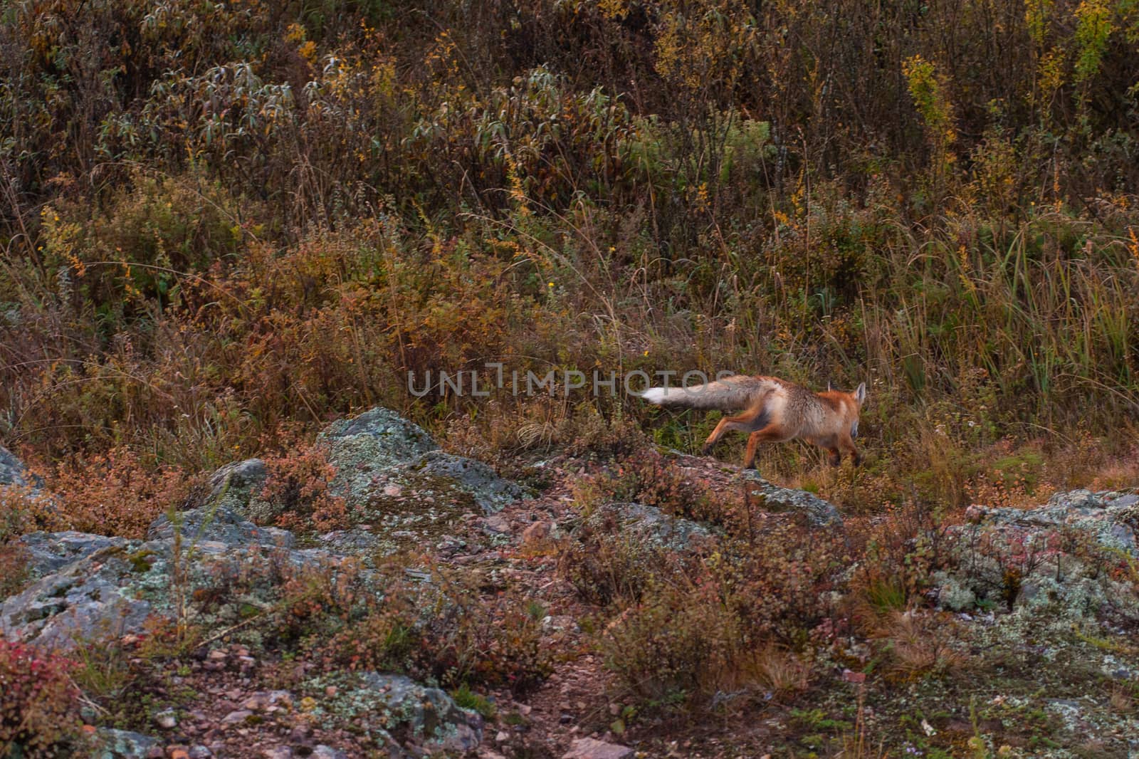 Red fox in autumn taiga