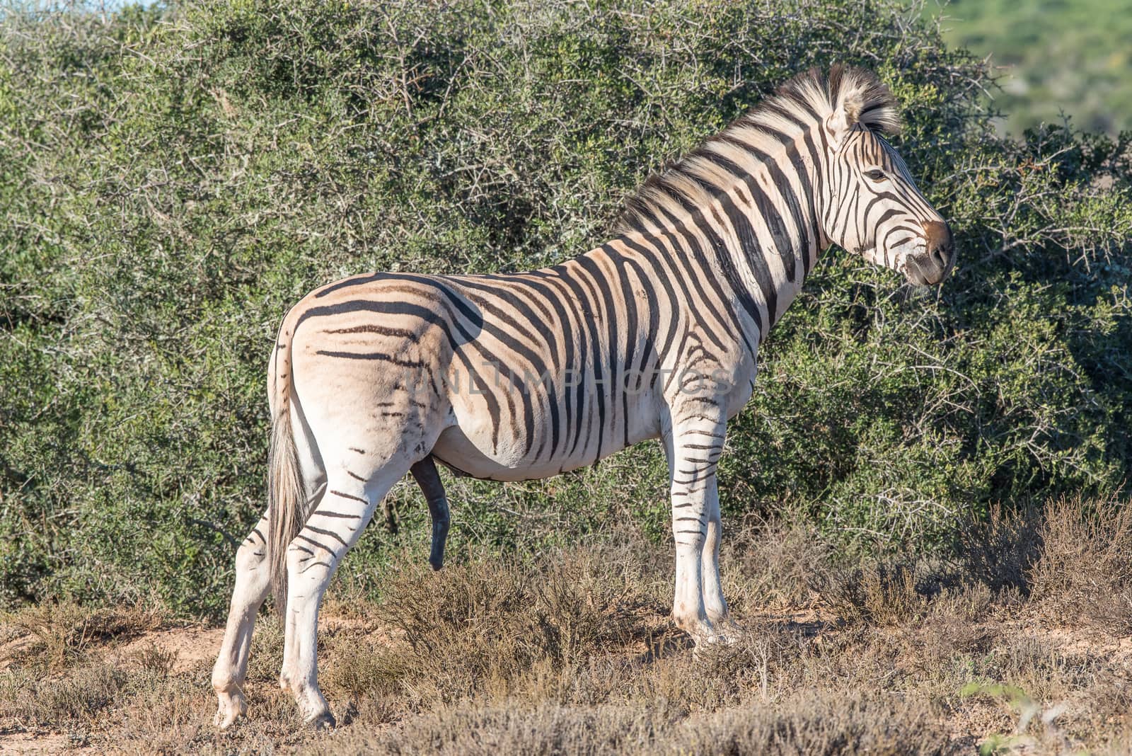 A Burchells zebra, Equus quagga burchellii, with genitals visible in the Addo Elephant National Park of South Africa