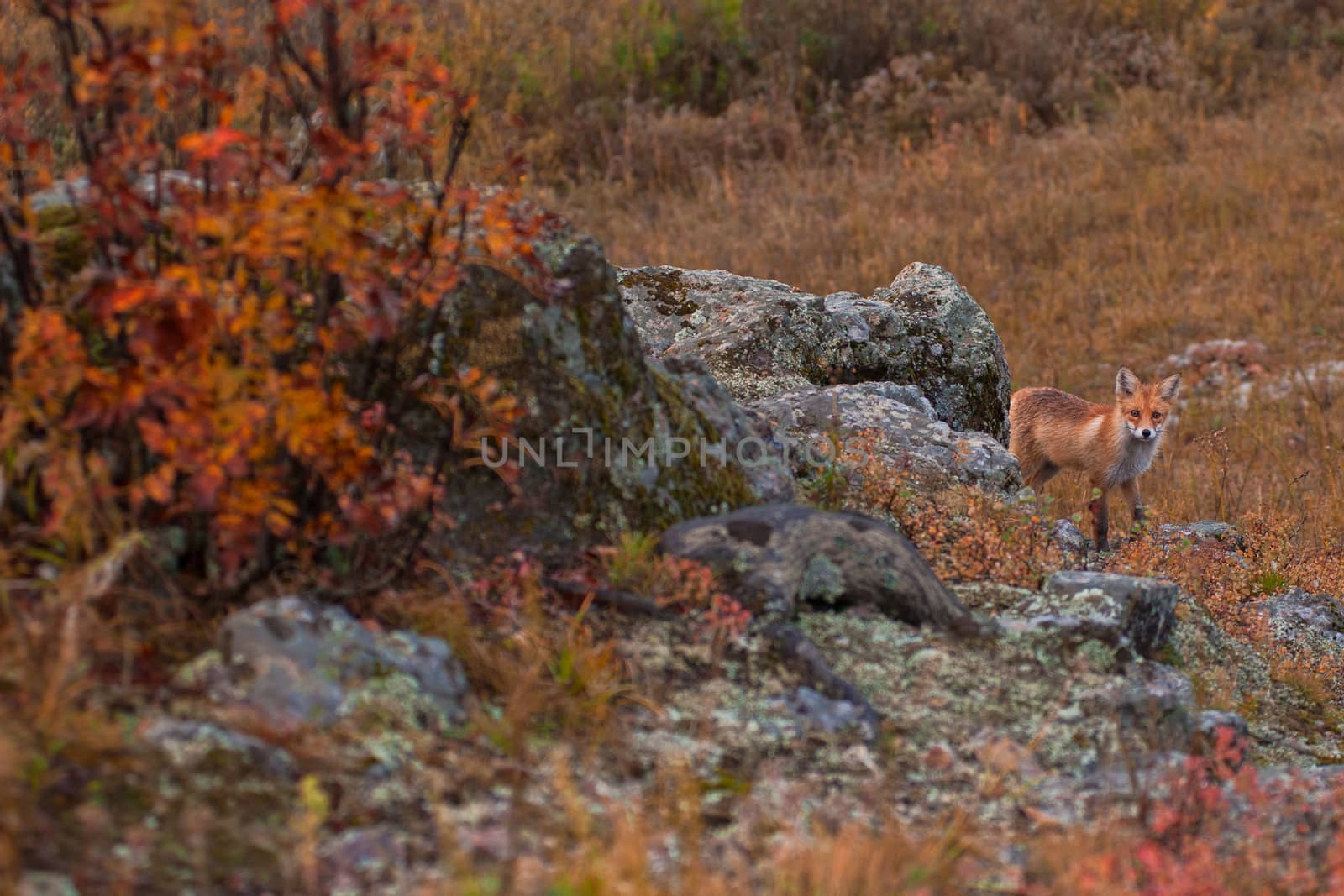 Red fox in autumn taiga