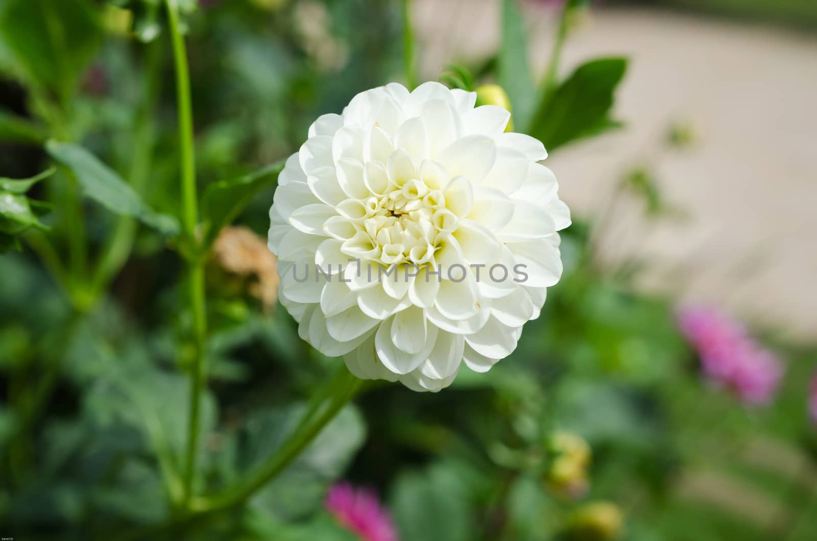 one lovely flower white and beutiful from the family dahlia