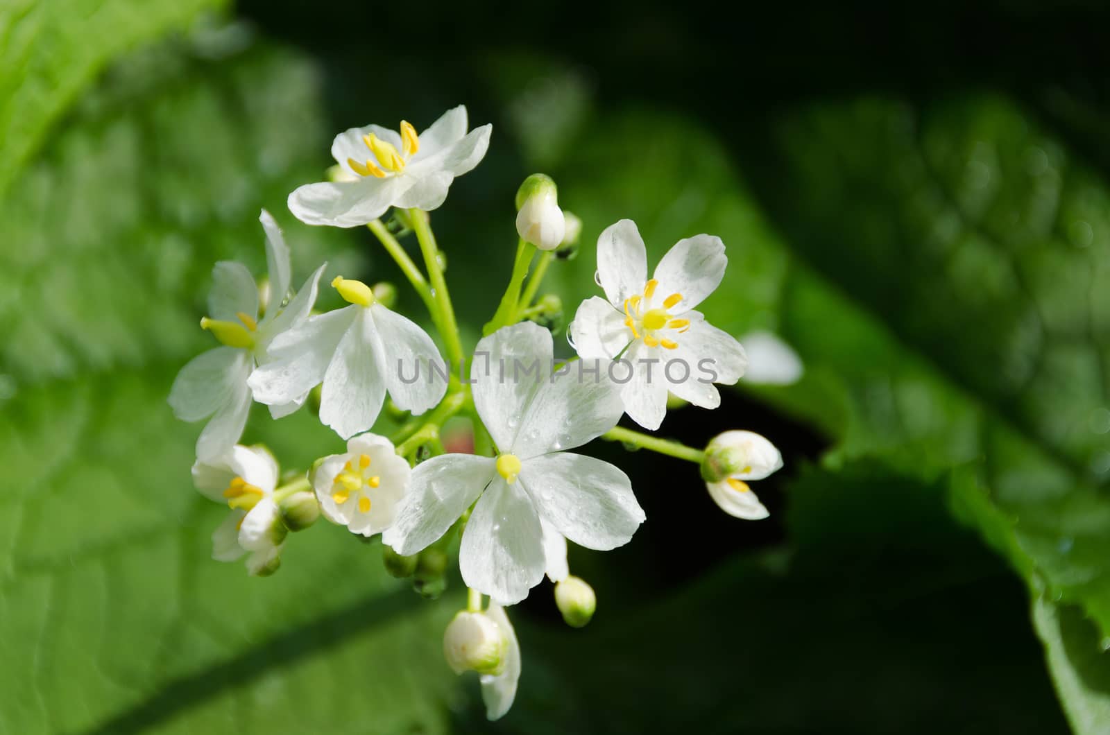 a beutiful white flower with raindrop and sun on it