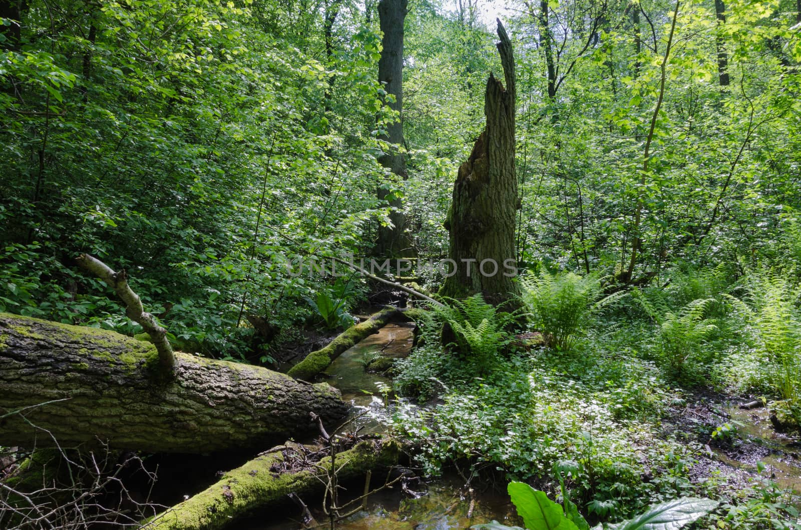 forest by Balltorp