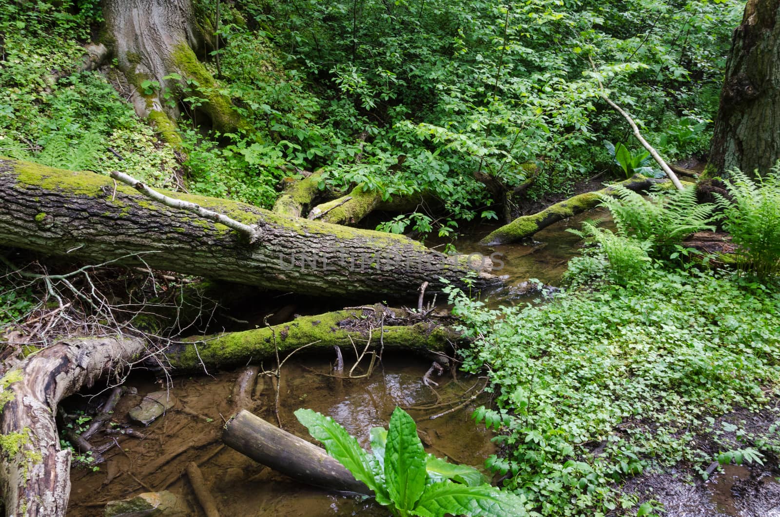 old forest with trees and water and the sun is there