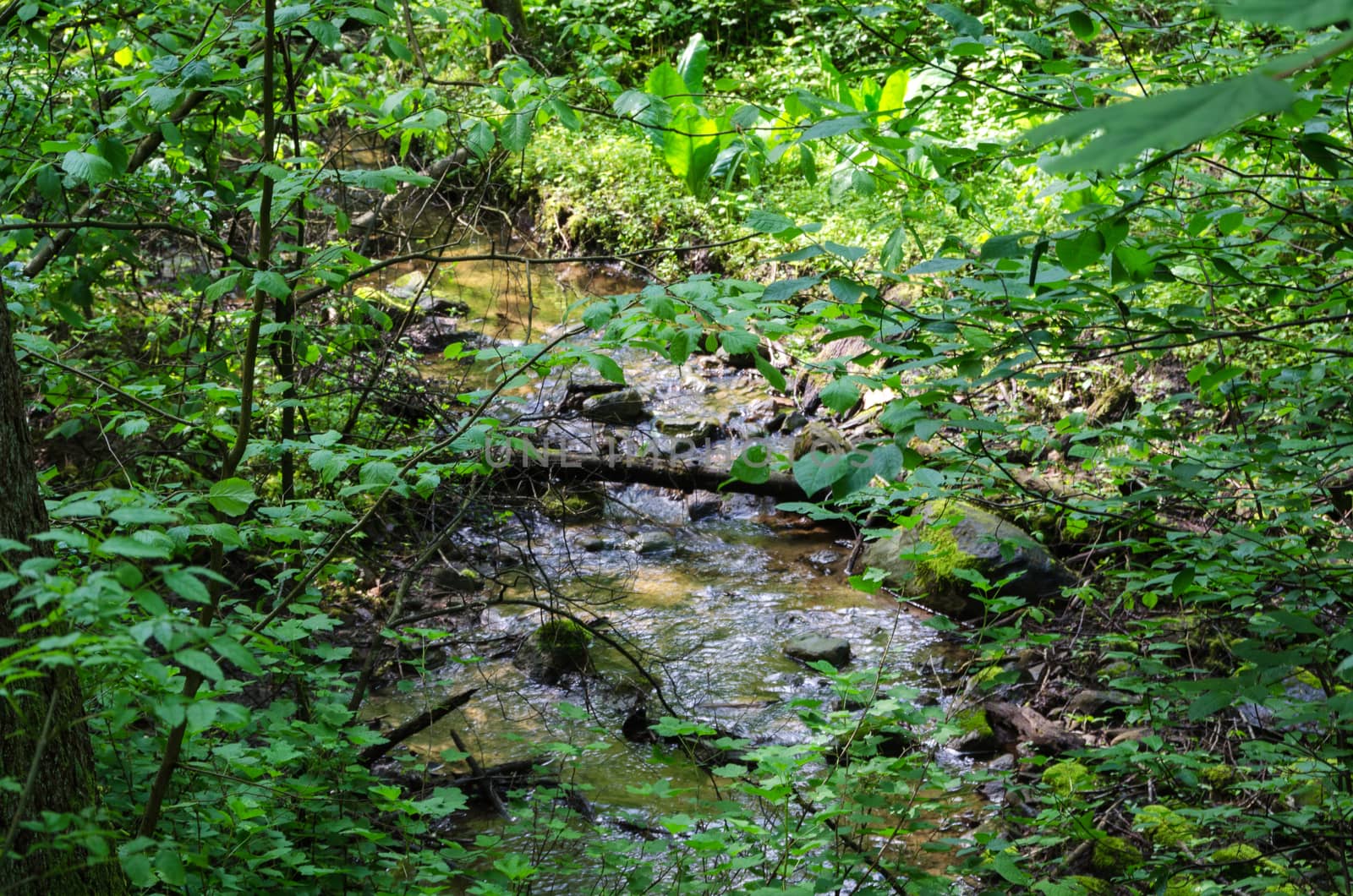 water in a green and beutiful forest with plants and tree
