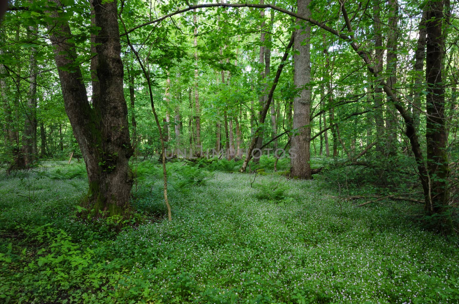 many white flower in a beutiful forest