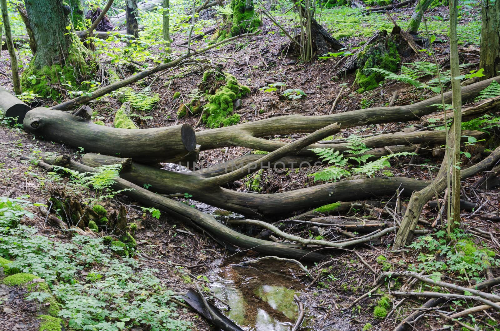 mystery forest with old tree and water and some leaf