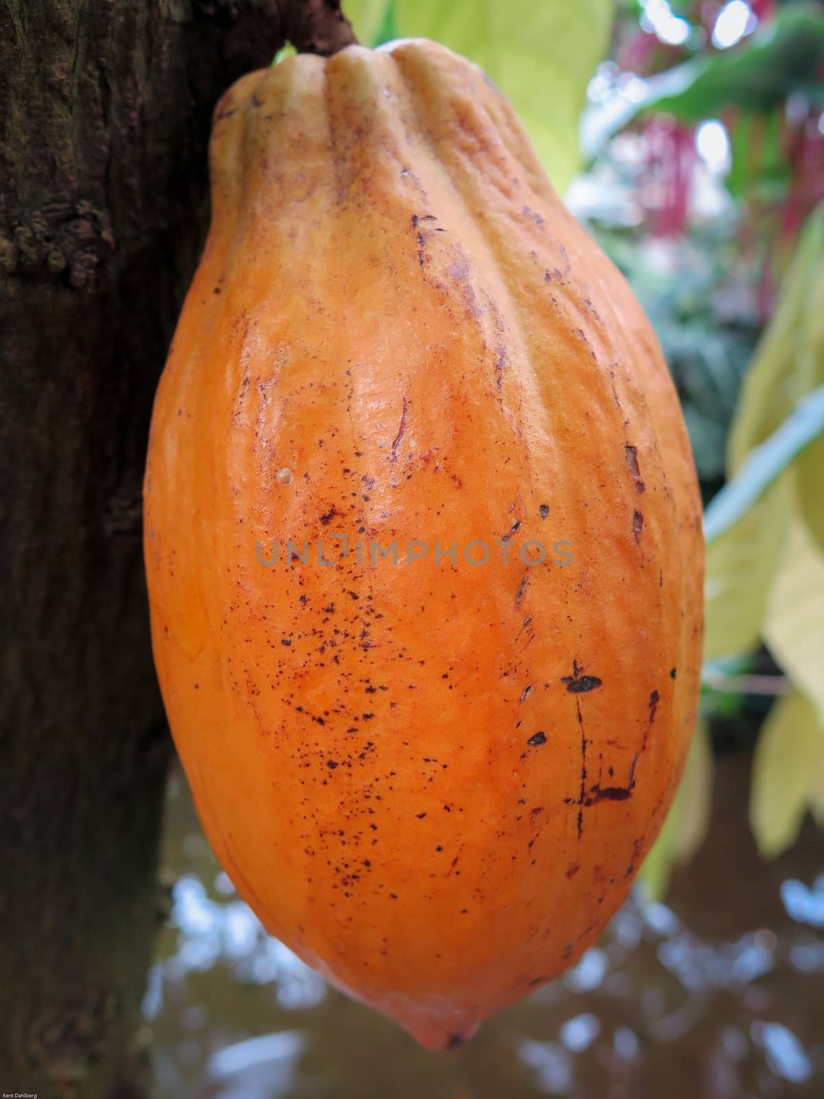 one cocoa bean orange and lovely sweet chokolate