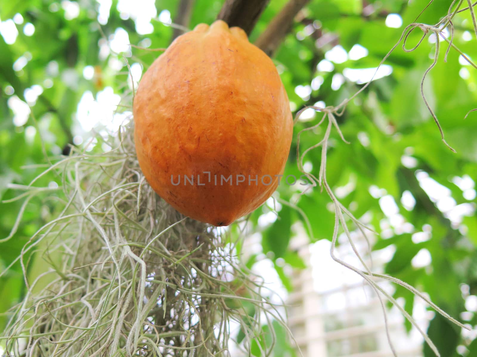 one orange and lovely cocoa bean hanging in the tree