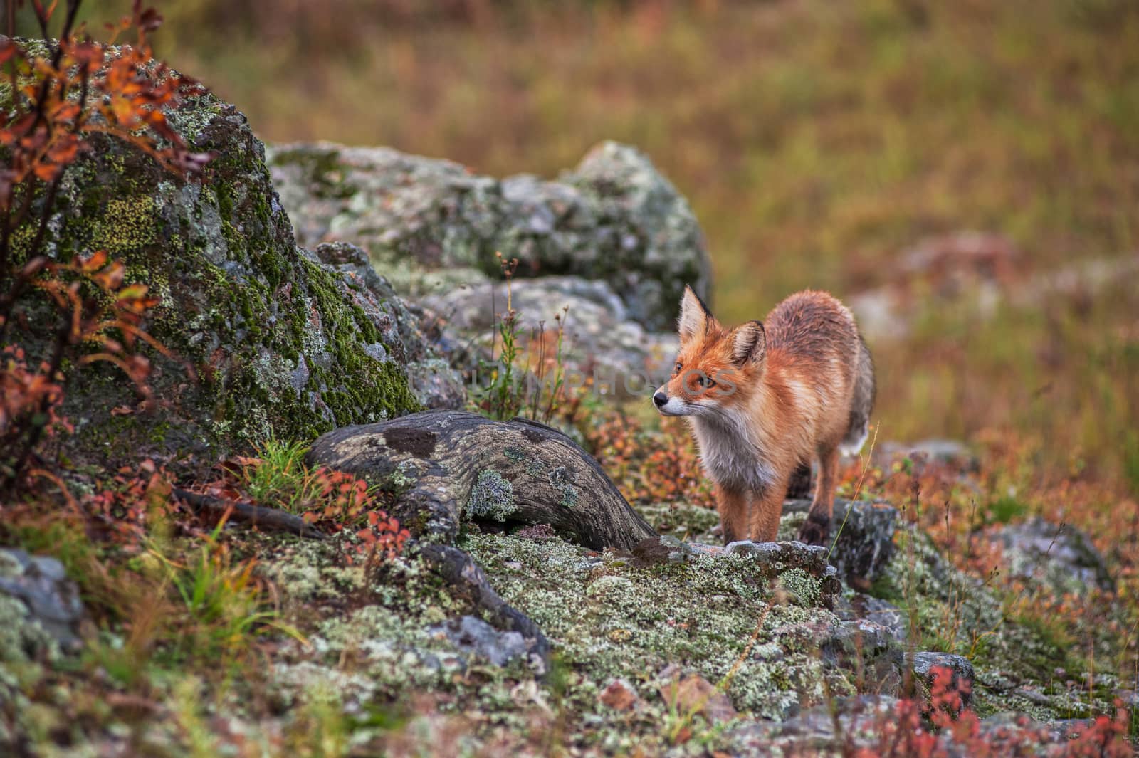Red fox in autumn taiga