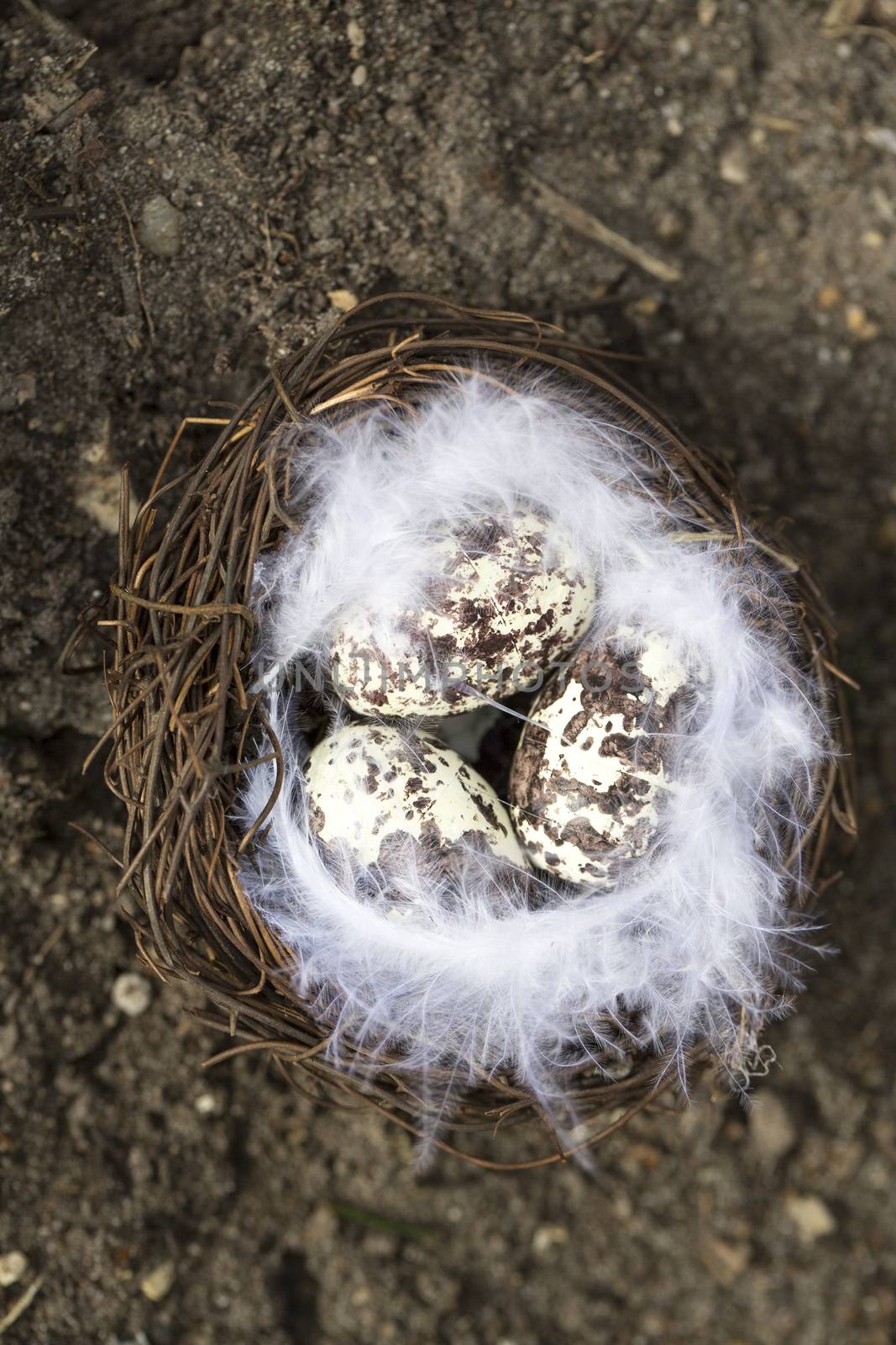 Happy Easter Quail eggs in nest with feather outside France