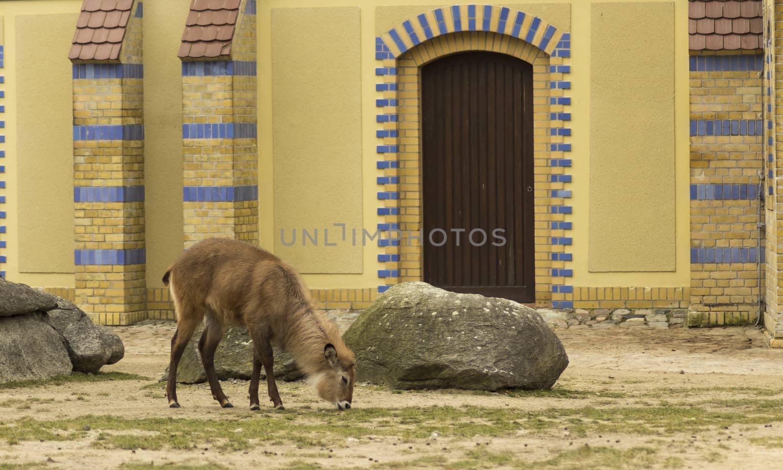 Berlin Elk Deer by avn97