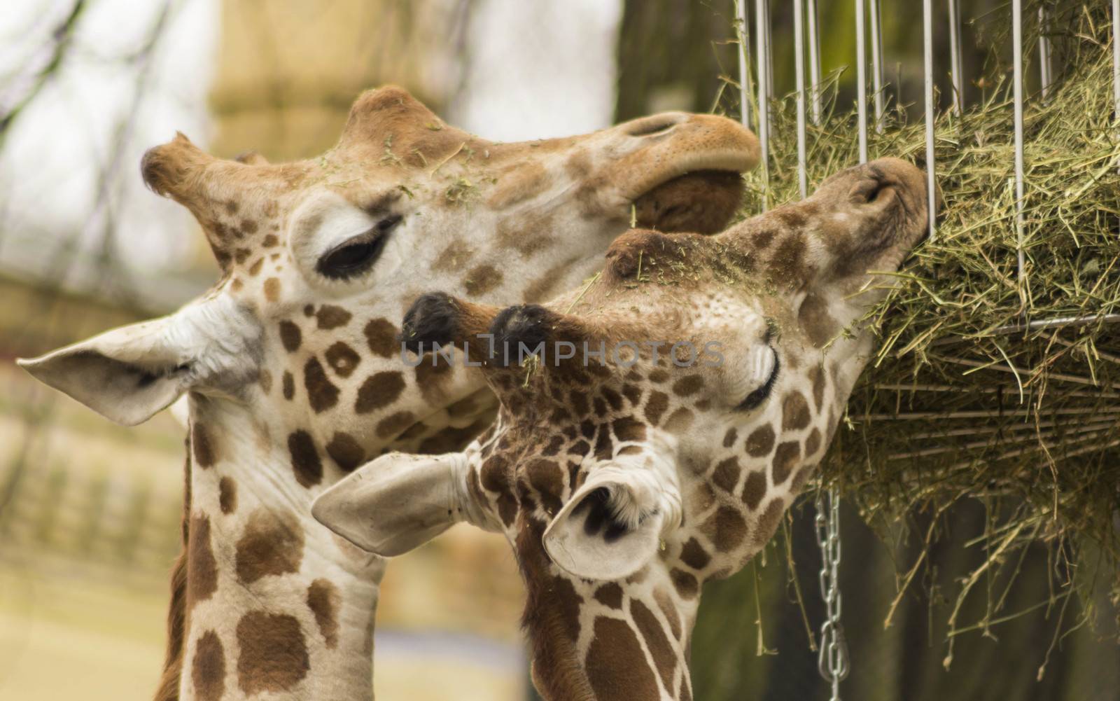Two giraffes eating grass in Berlin zoo.