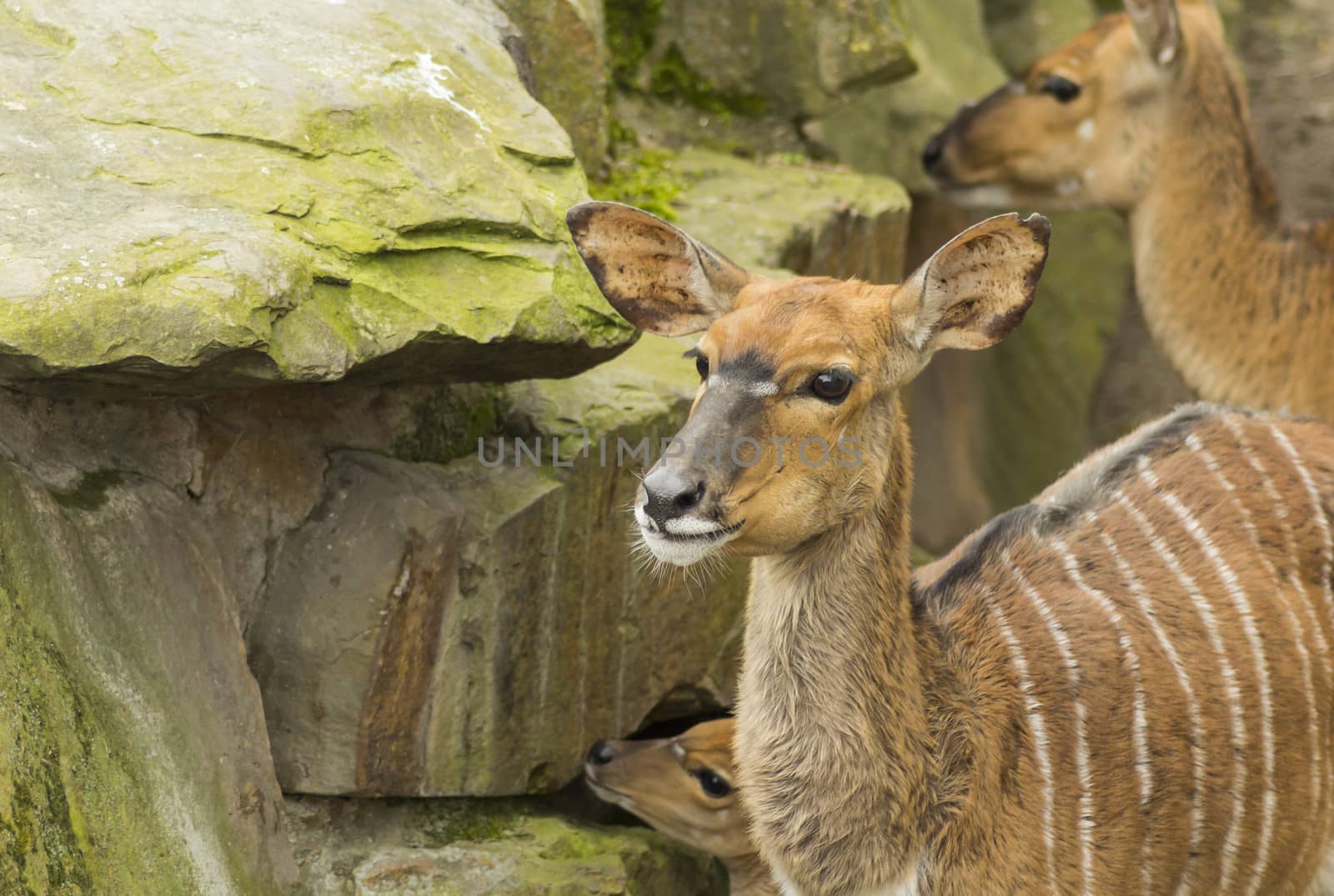 Elk or deer in Berlin Zoo in Europe.
