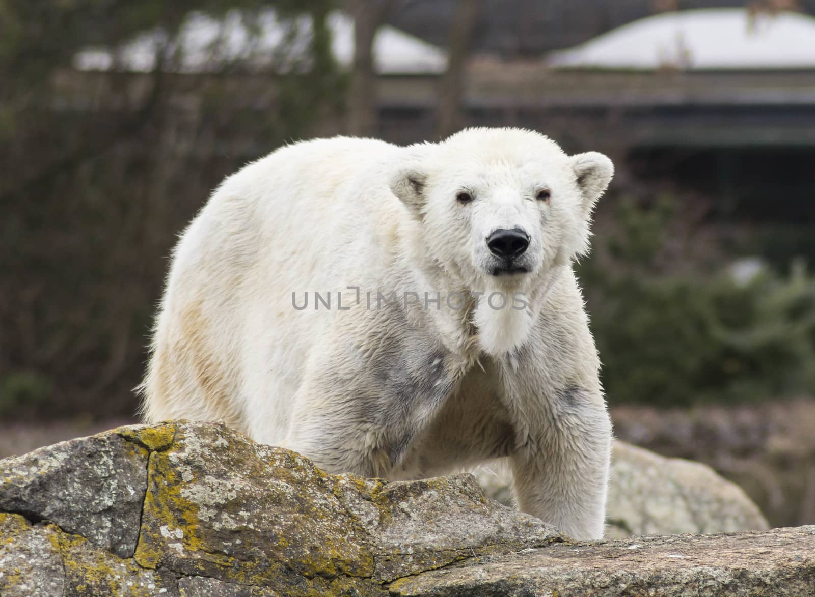 White polar bear in Berlin zoo in Germany.