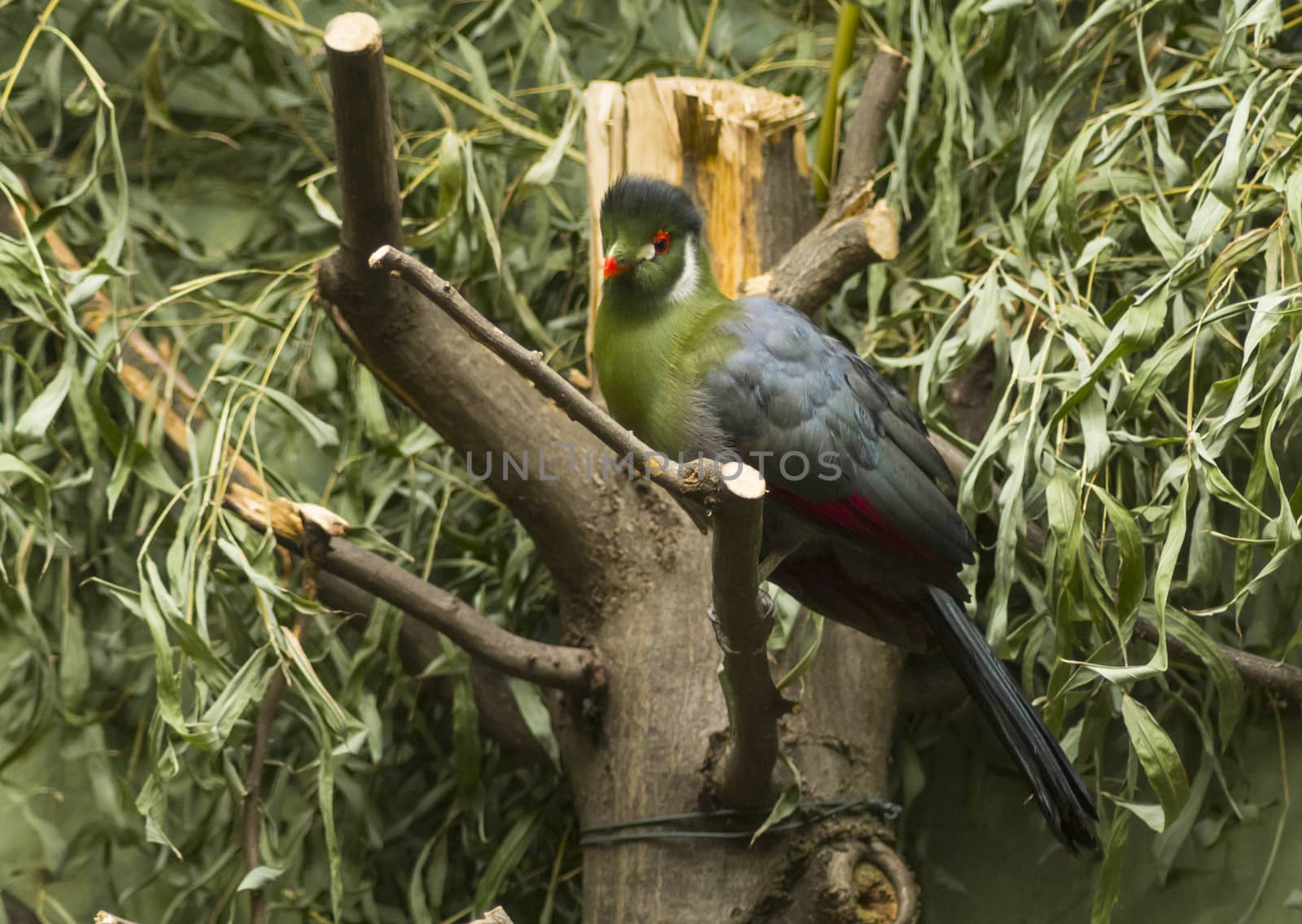 Green parrot in green bushes.