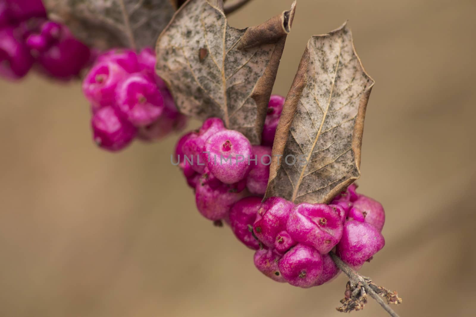 Pink berries on bush shot in macro.