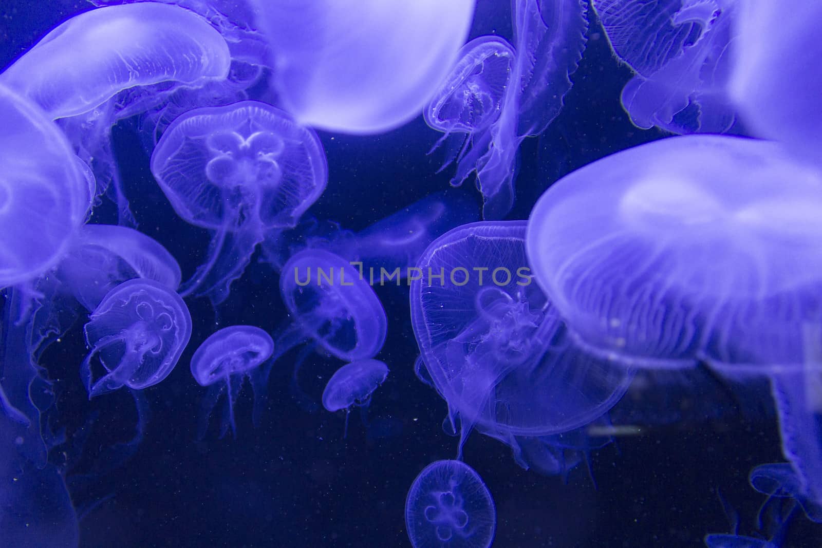 Blue jellyfish swimming in dark aquarium.