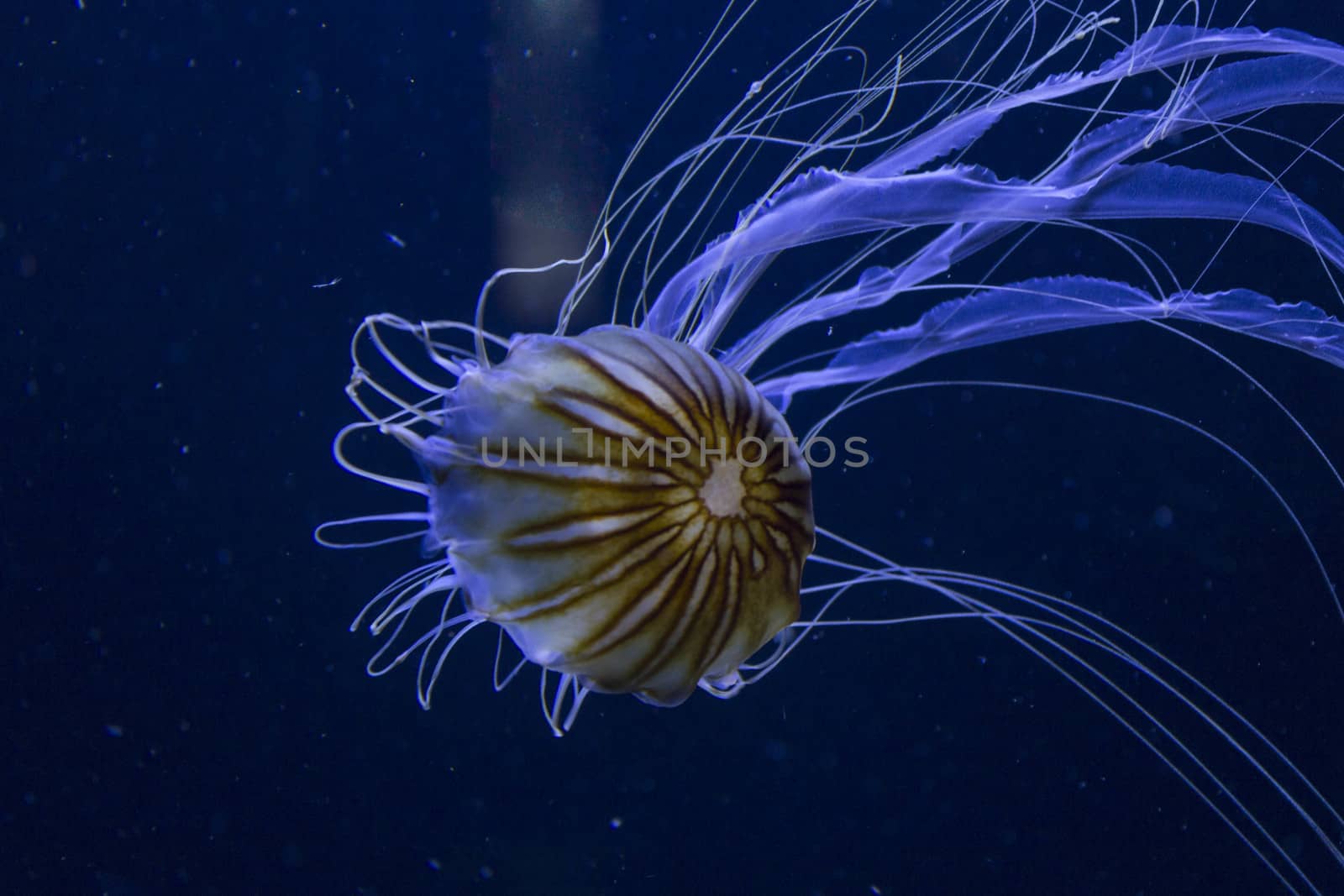 Jellyfish in Aquarium by avn97