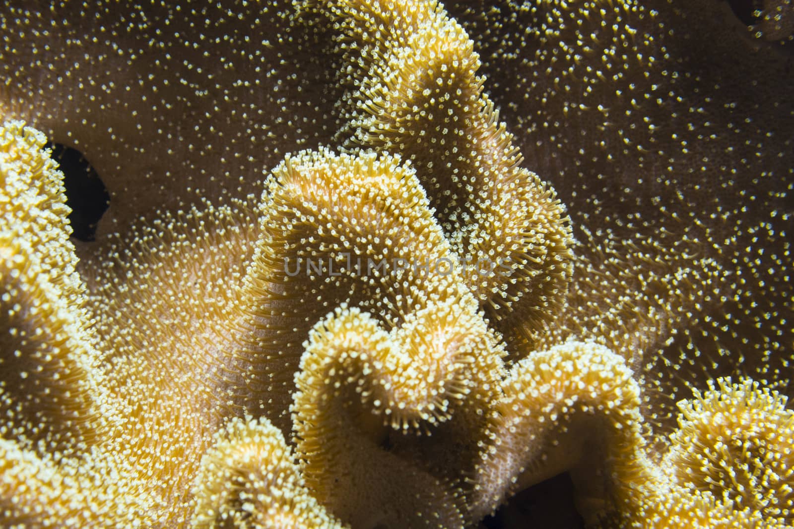 Underwater Polyp by avn97