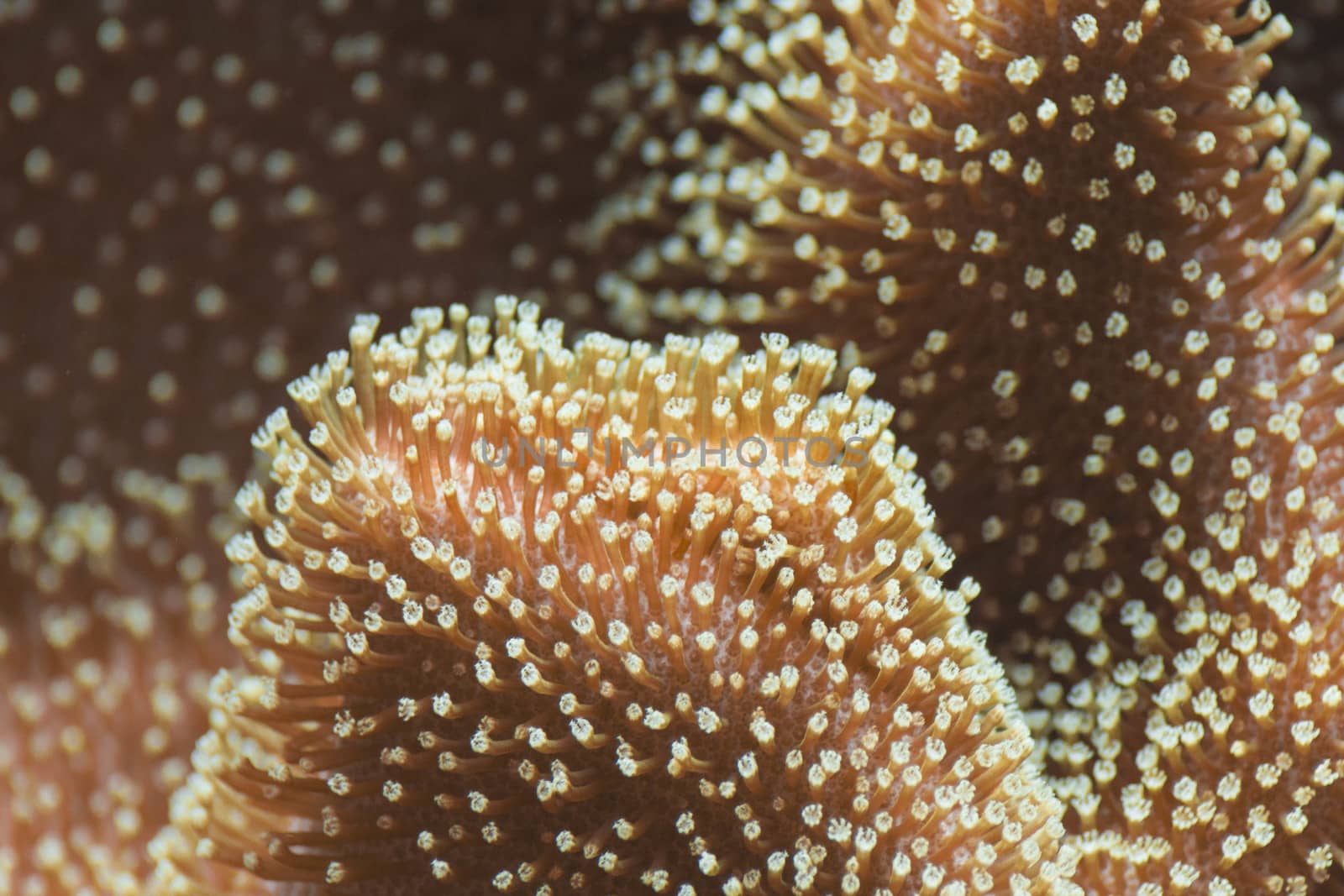 Orange underwater polyp with small details.