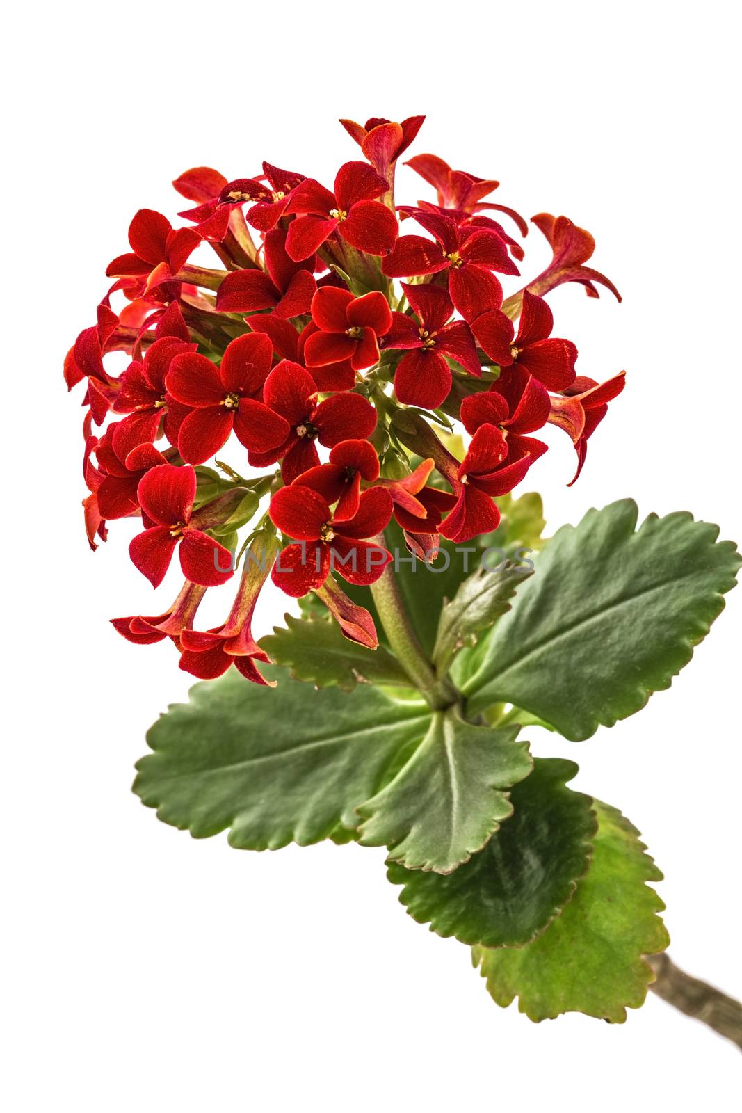 Flower Kalanchoe, tropical succulent, isolated on white background