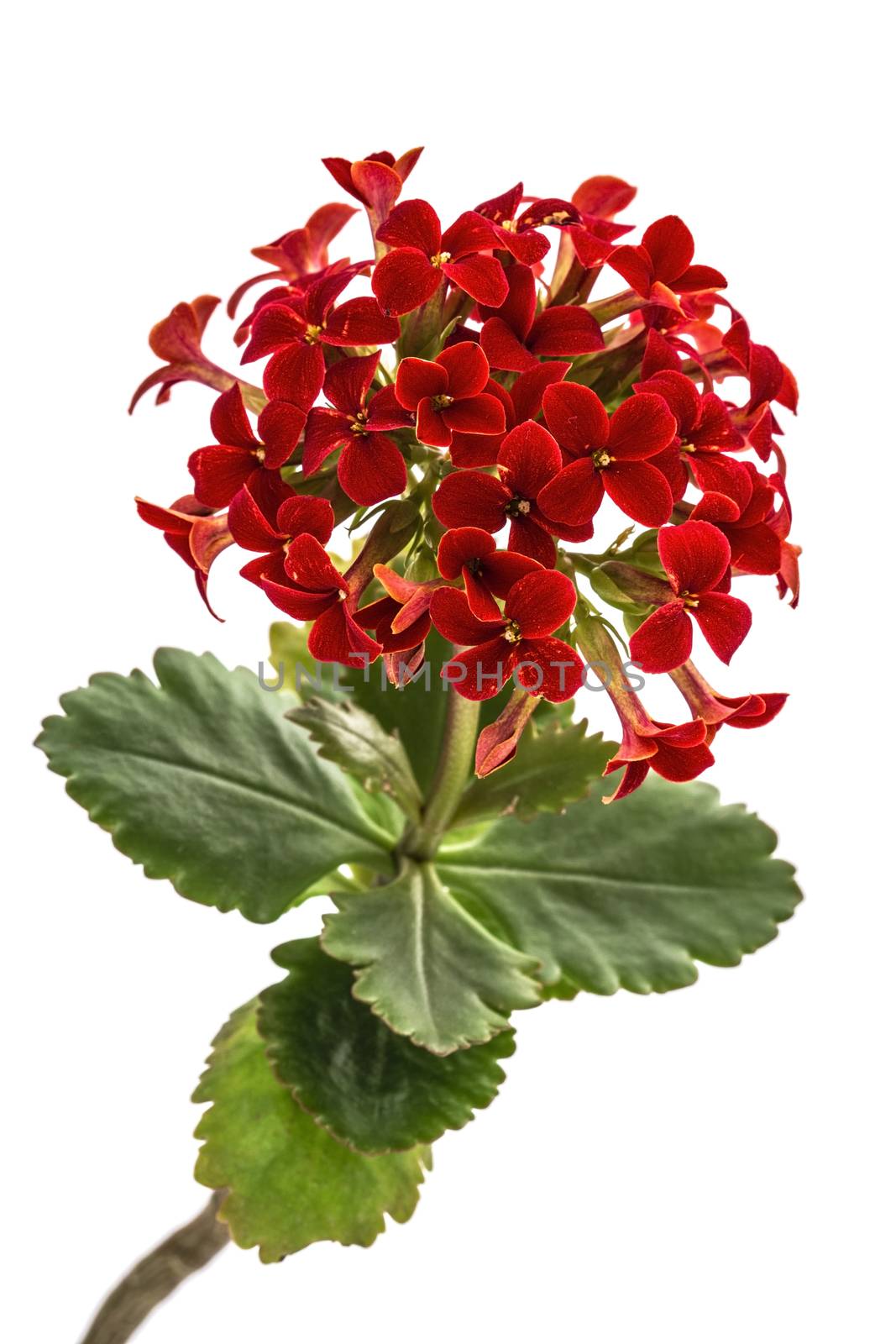 Flower Kalanchoe, tropical succulent, isolated on white backgrou by kostiuchenko