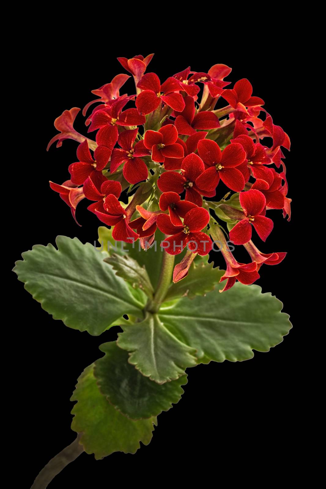 Flower Kalanchoe, tropical succulent, isolated on black backgrou by kostiuchenko