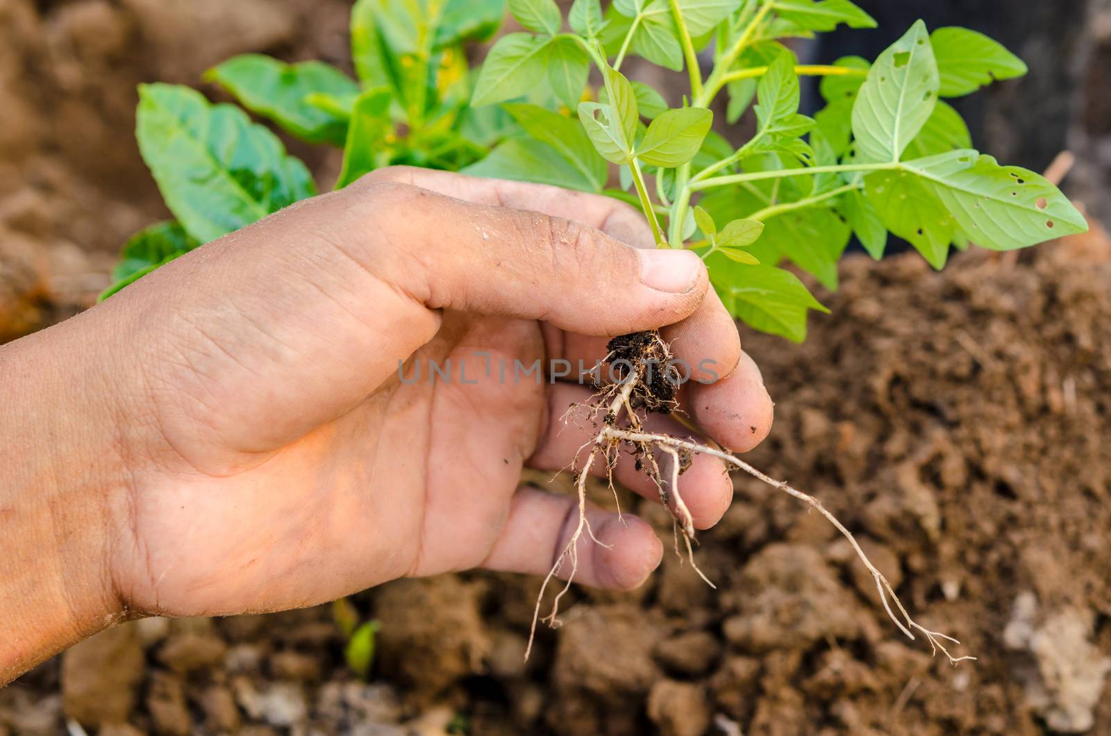 Removing weeds from the plantation of young plants
