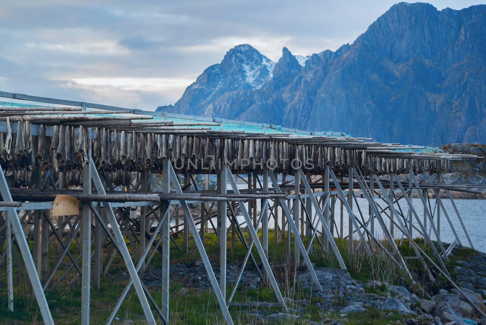 Rows of dried cod in Lofoten