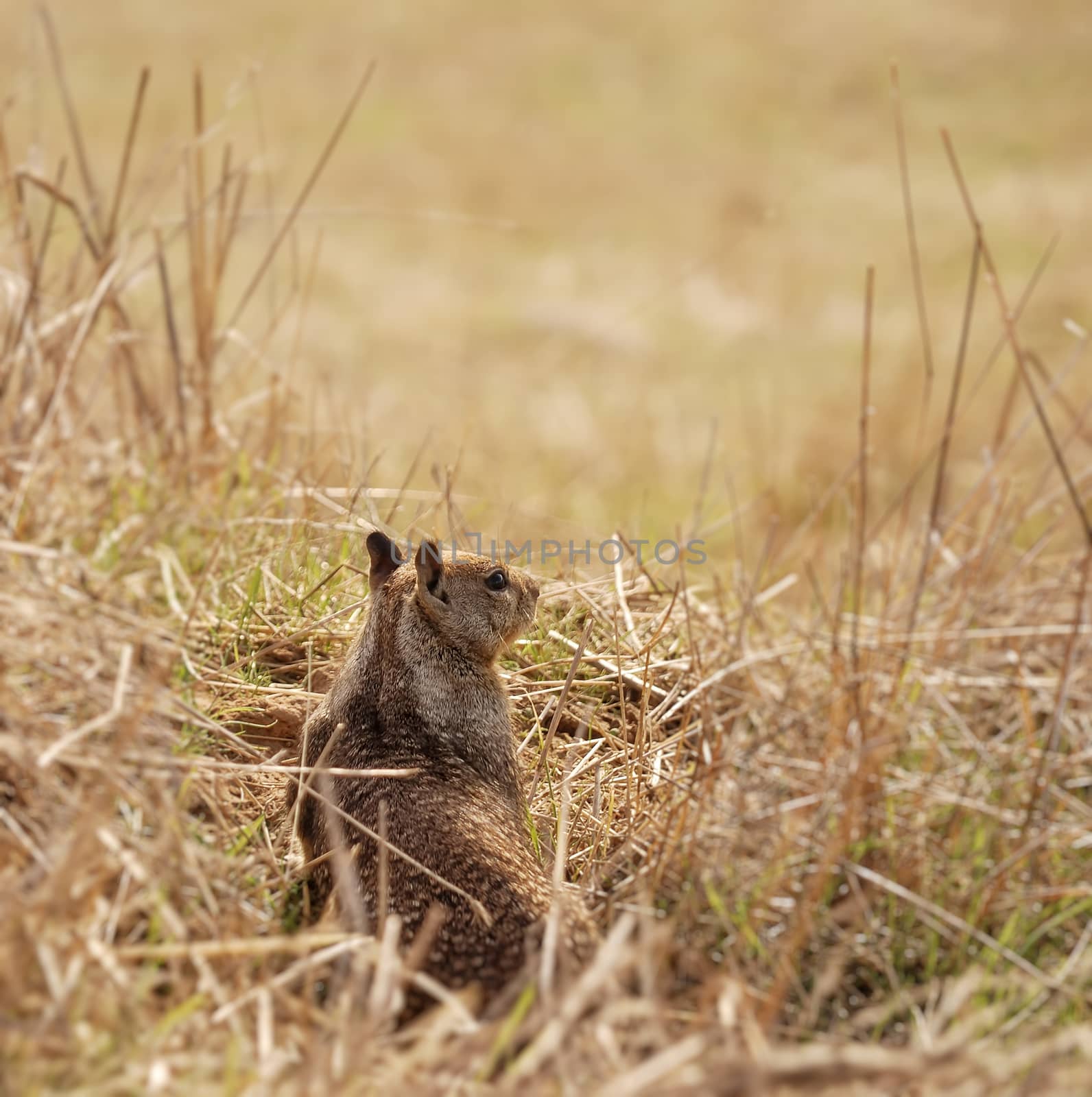 Ground squirrel sitting at the hole entrance.