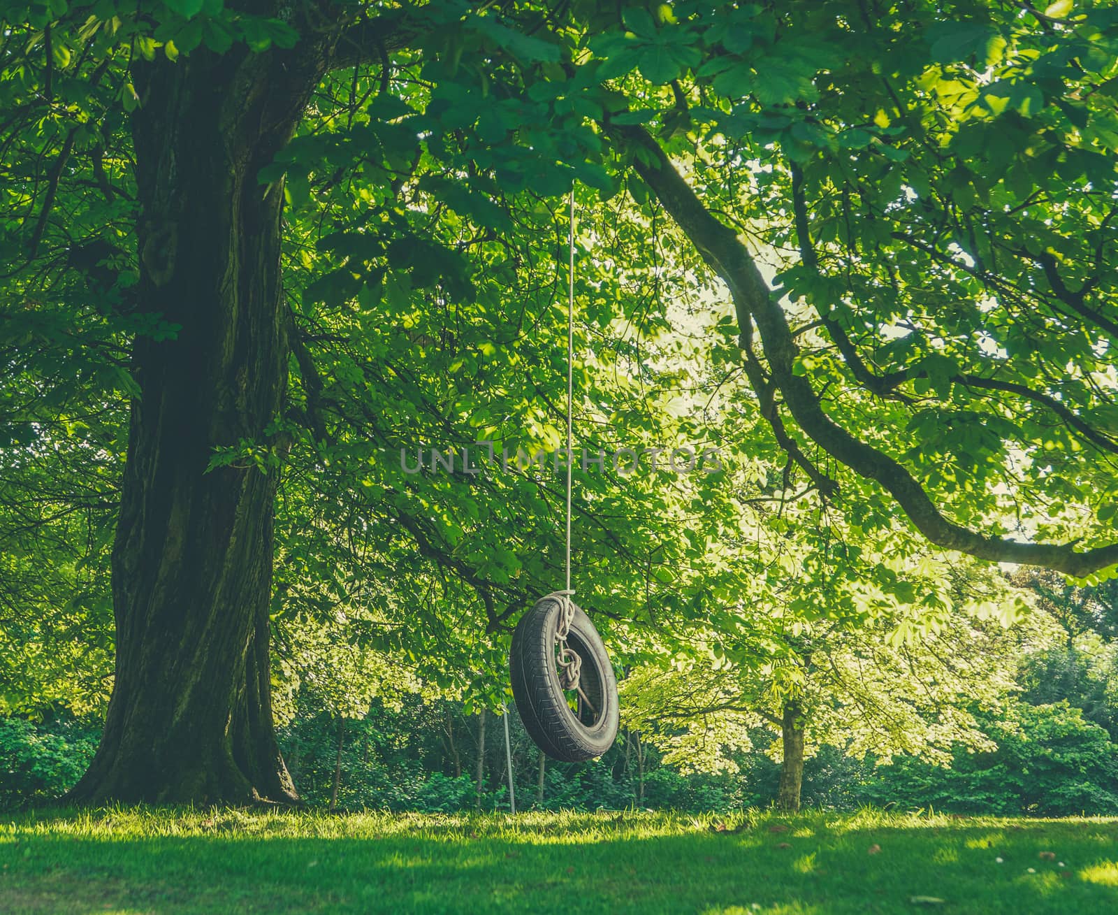 Large Tree With Tire Swing by mrdoomits