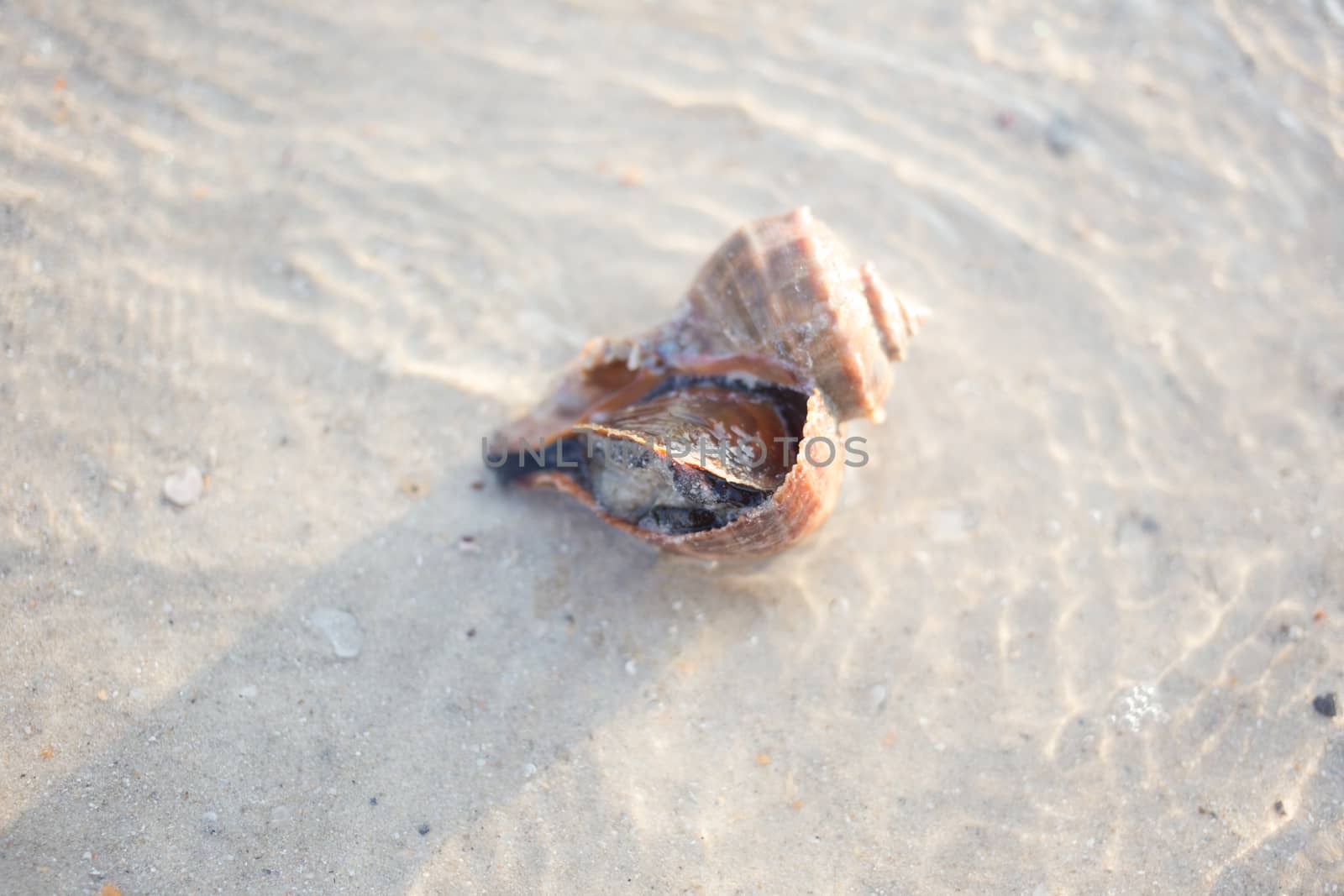 Live Shellfish in nature at the sea