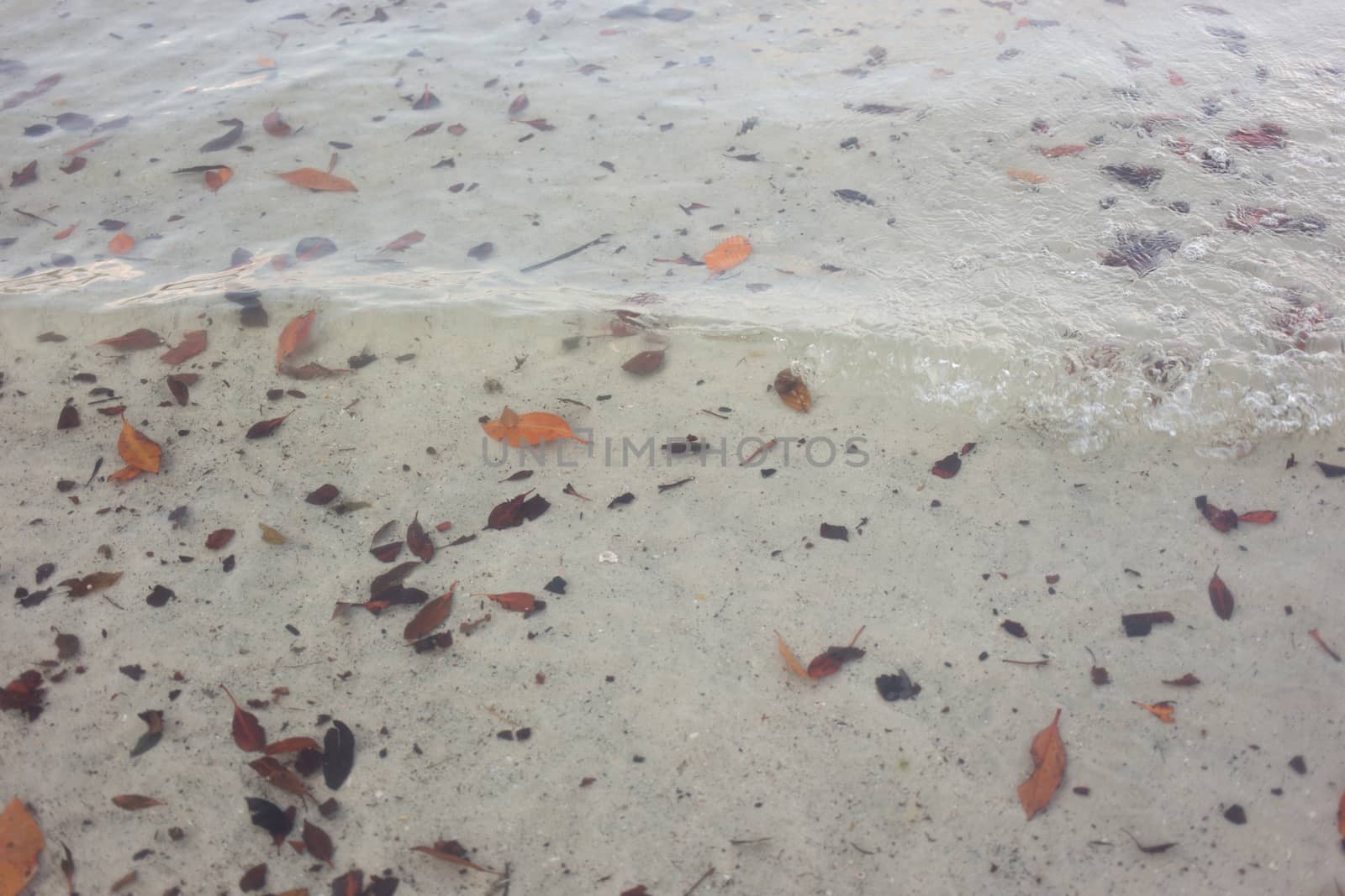 Clear sea water with dying leaves