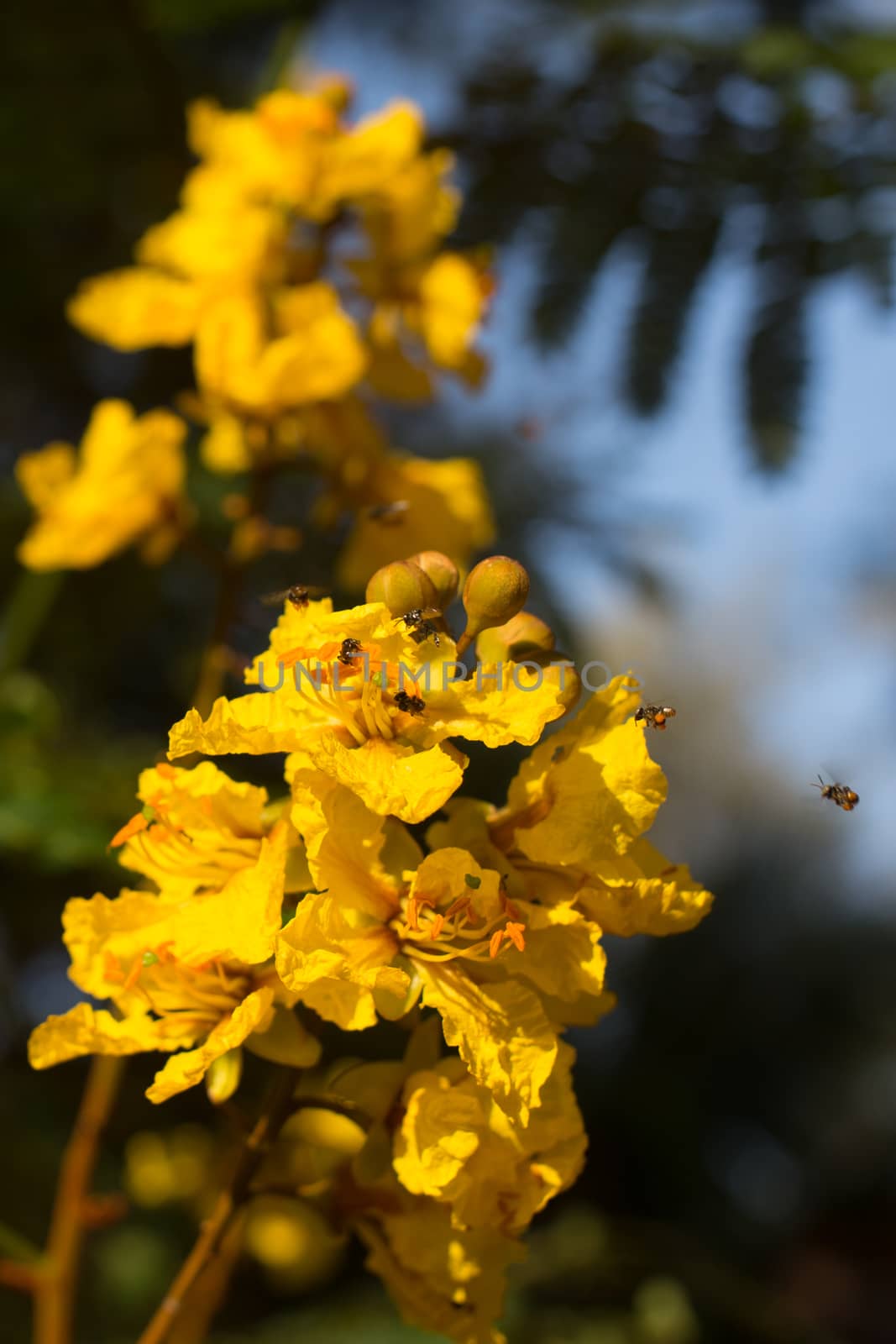 Yellow wild Flower with flying bees