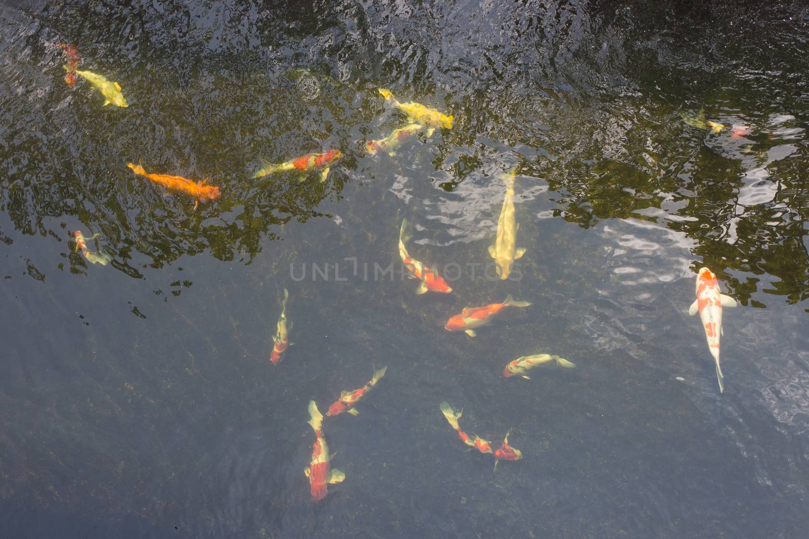 beautiful koi fish swimming in the pond