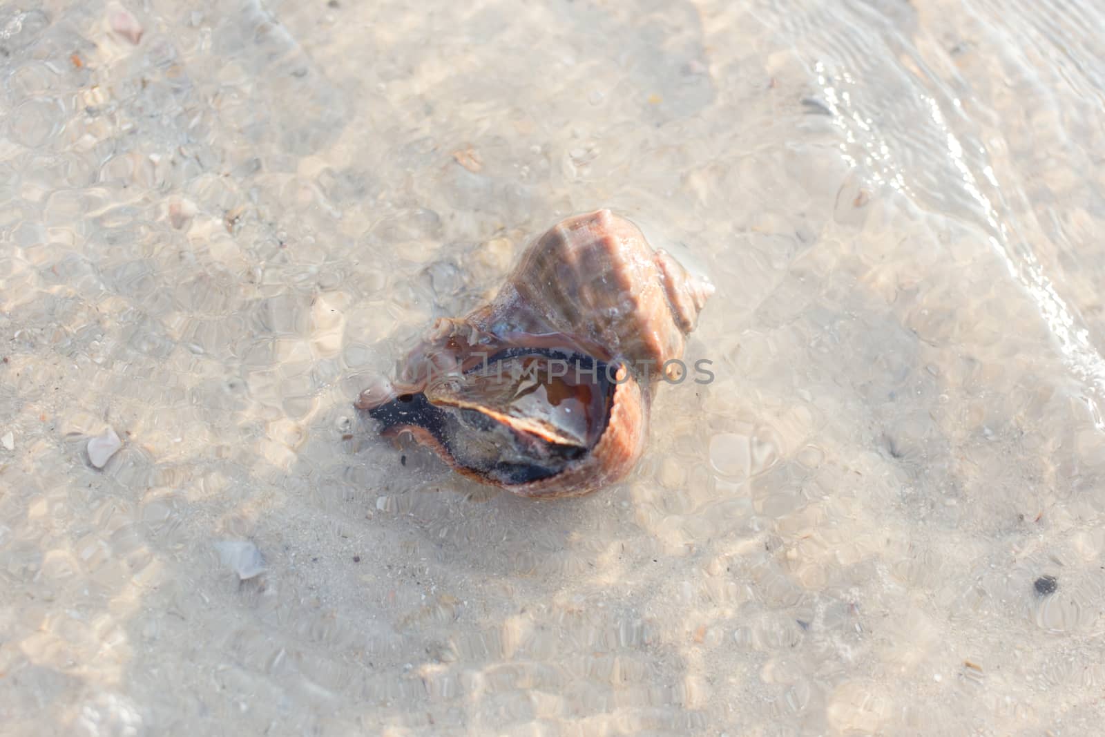 Live Shellfish in nature at the sea