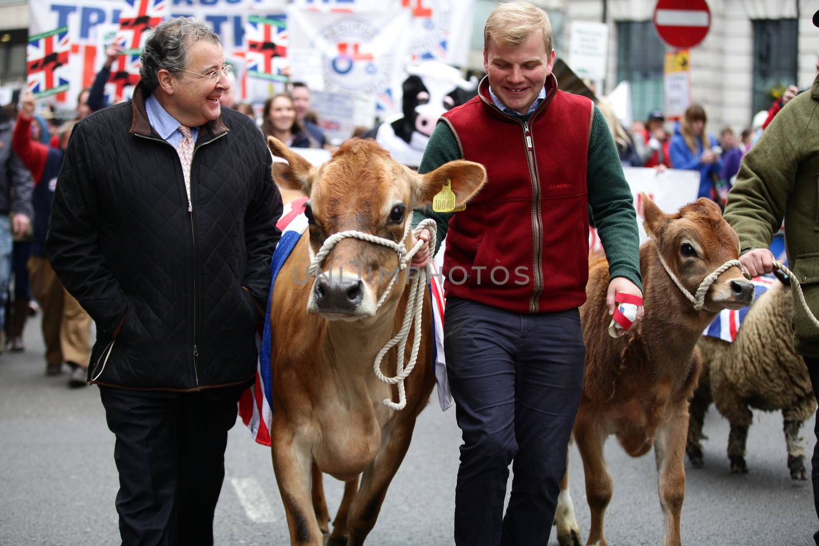 ENGLAND, London: Demonstrators and cows are seen during a farmers rally in London, on March 23, 2016. The march intends to raise awareness, as many farmers across the region are facing an economic crisis. Participants gathered at Waterloo Place and marched to Downing Street. The event was organized by the Farmers For Action (FFA).