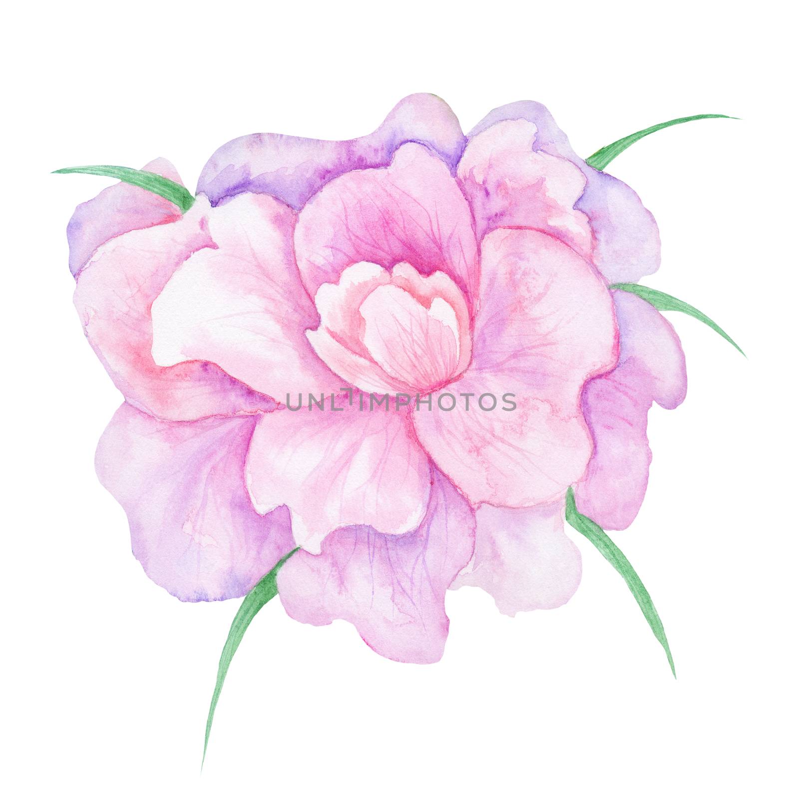 High-quality botanical illustration with tender romantic blossoming rose isolated on white background