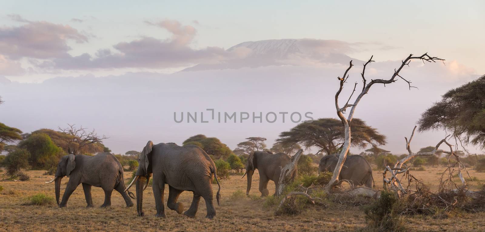 Elephants in front of Kilimanjaro, Amboseli, Kenya by kasto