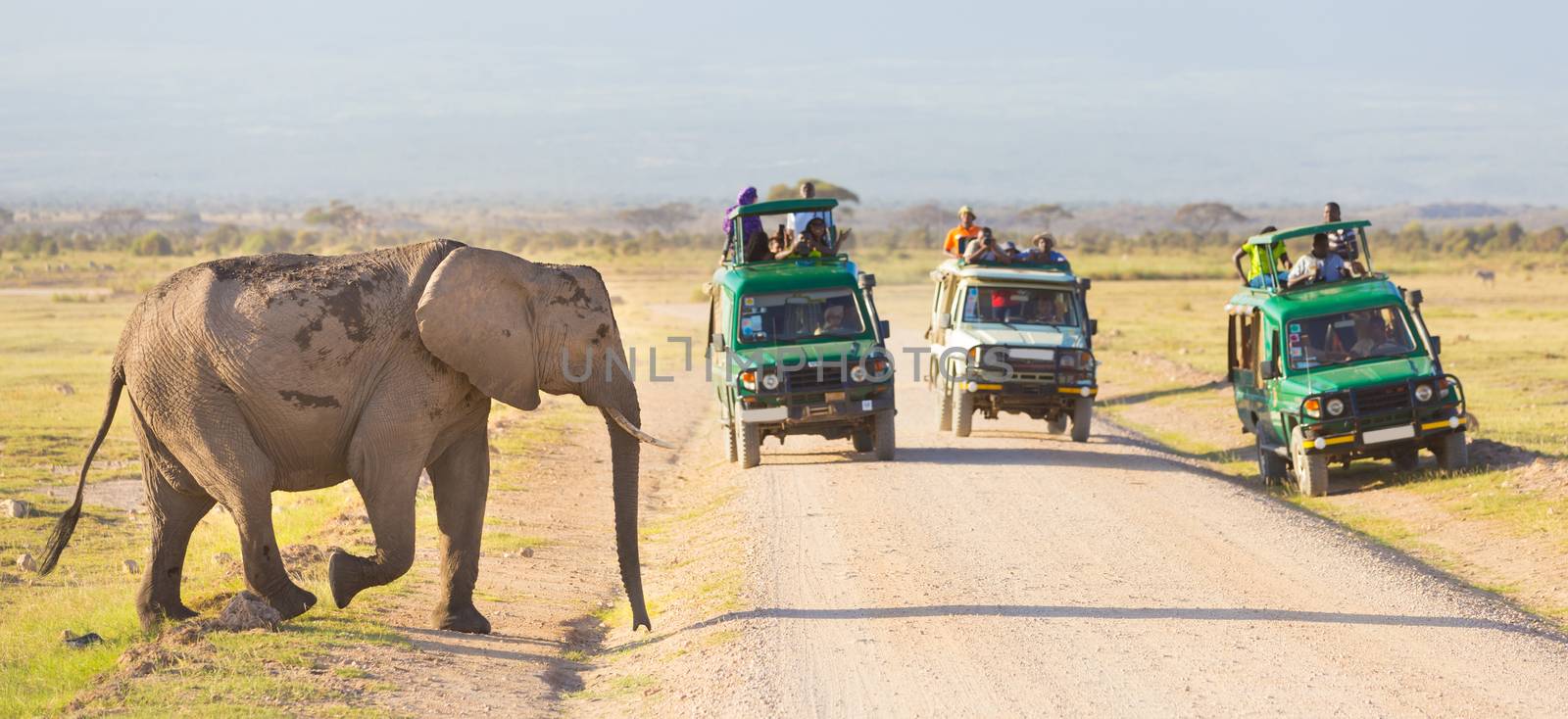 Tourists in safari jeeps watching and taking photos of big wild elephant crossing dirt roadi in Amboseli national park, Kenya. Panorama.