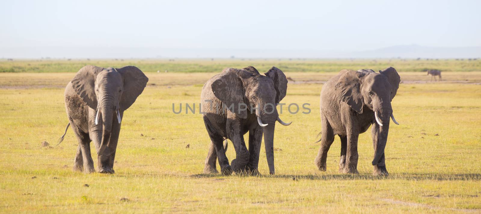 Herd of elephants in Amboseli National park Kenya by kasto